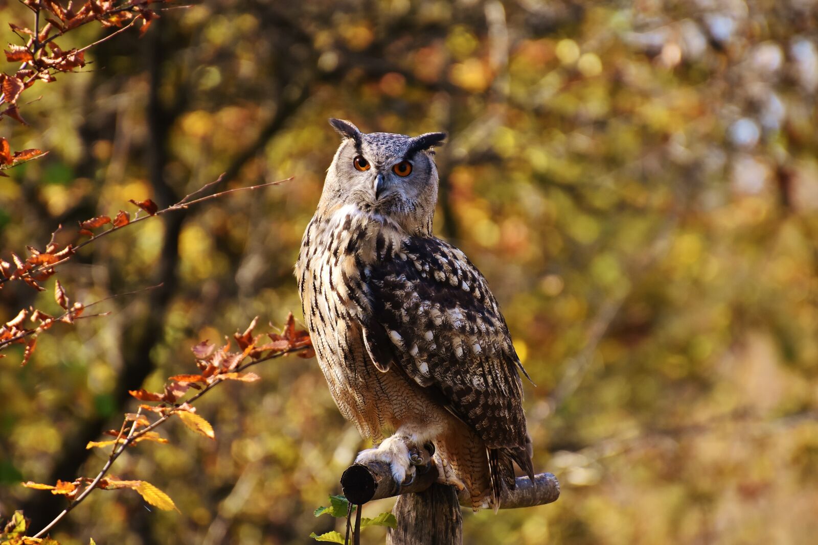 Nikon D7200 sample photo. Owl, bird, feather photography