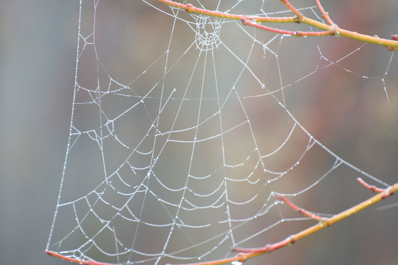 Canon EOS 350D (EOS Digital Rebel XT / EOS Kiss Digital N) sample photo. Spider web, nature, spider photography