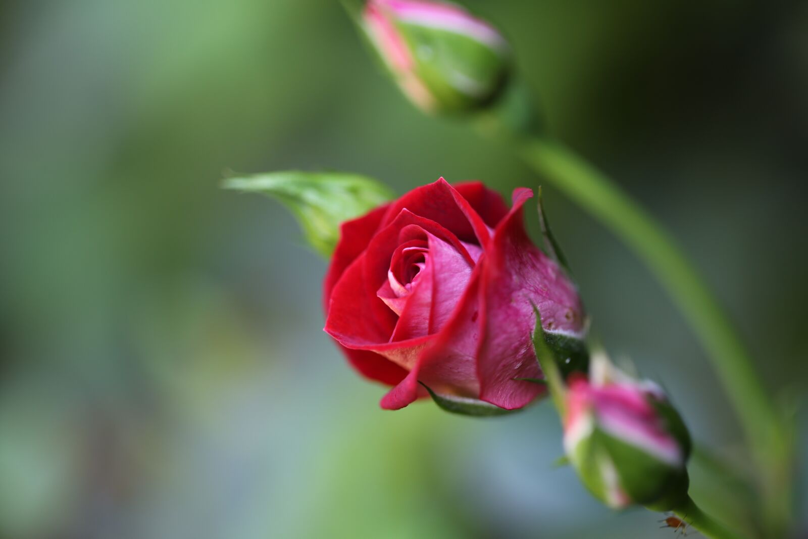 Canon EF 100mm F2.8L Macro IS USM sample photo. Red roses, flower, blossom photography