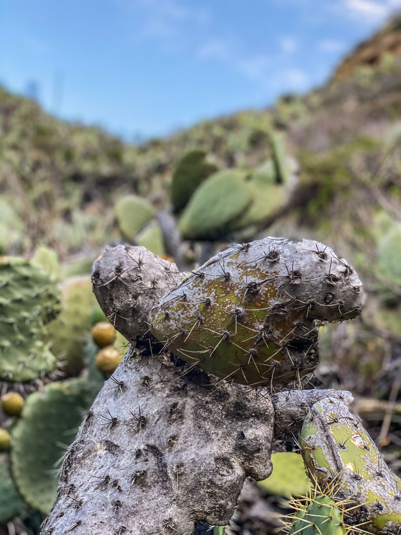 Apple iPhone 11 Pro sample photo. Cactus, big sur, hiking photography