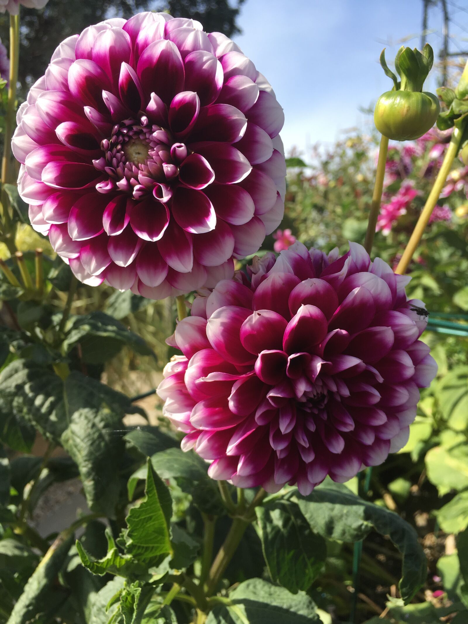iPhone SE back camera 4.15mm f/2.2 sample photo. Dahila, flower, pink photography