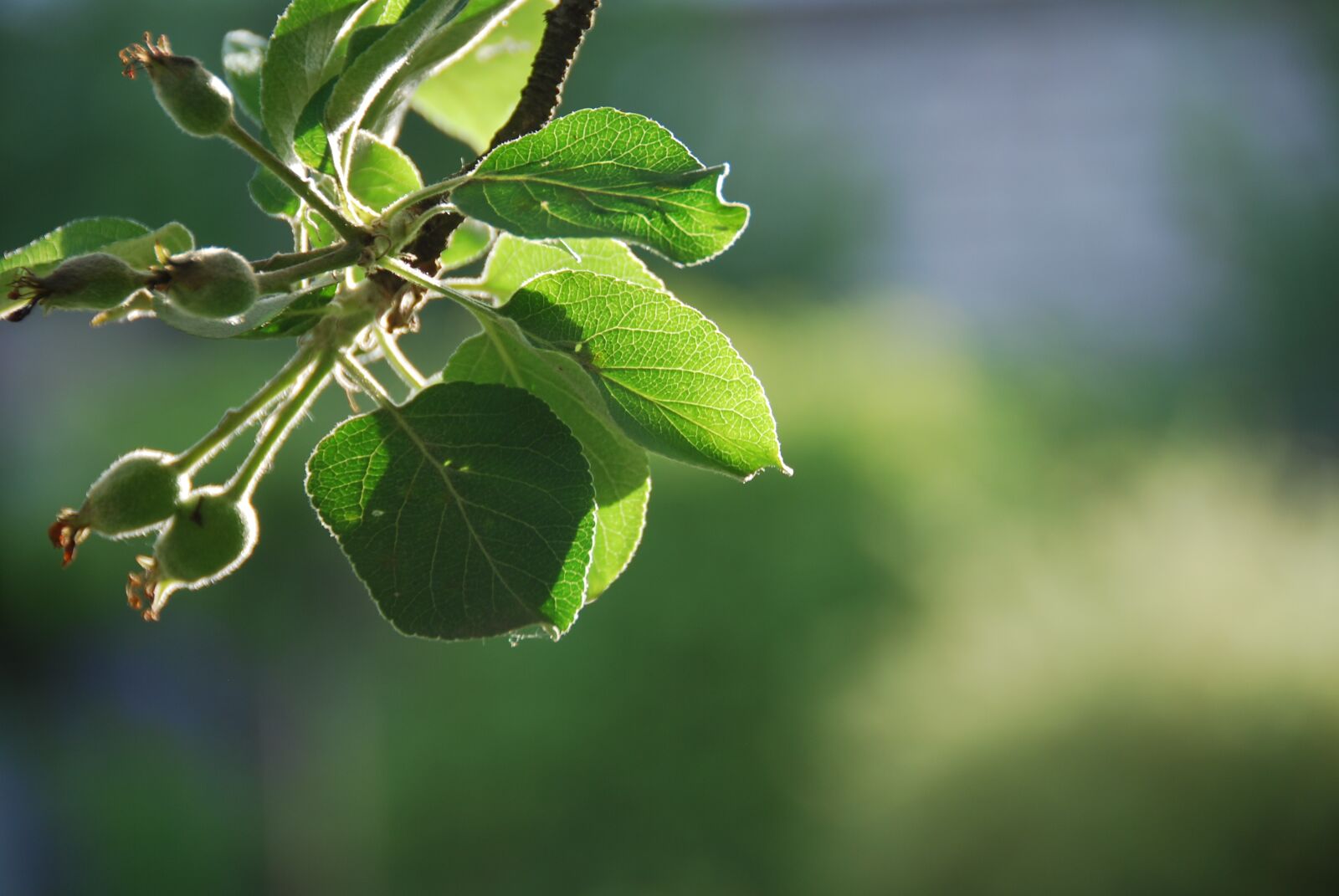 Nikon D60 sample photo. Apple tree, june, green photography