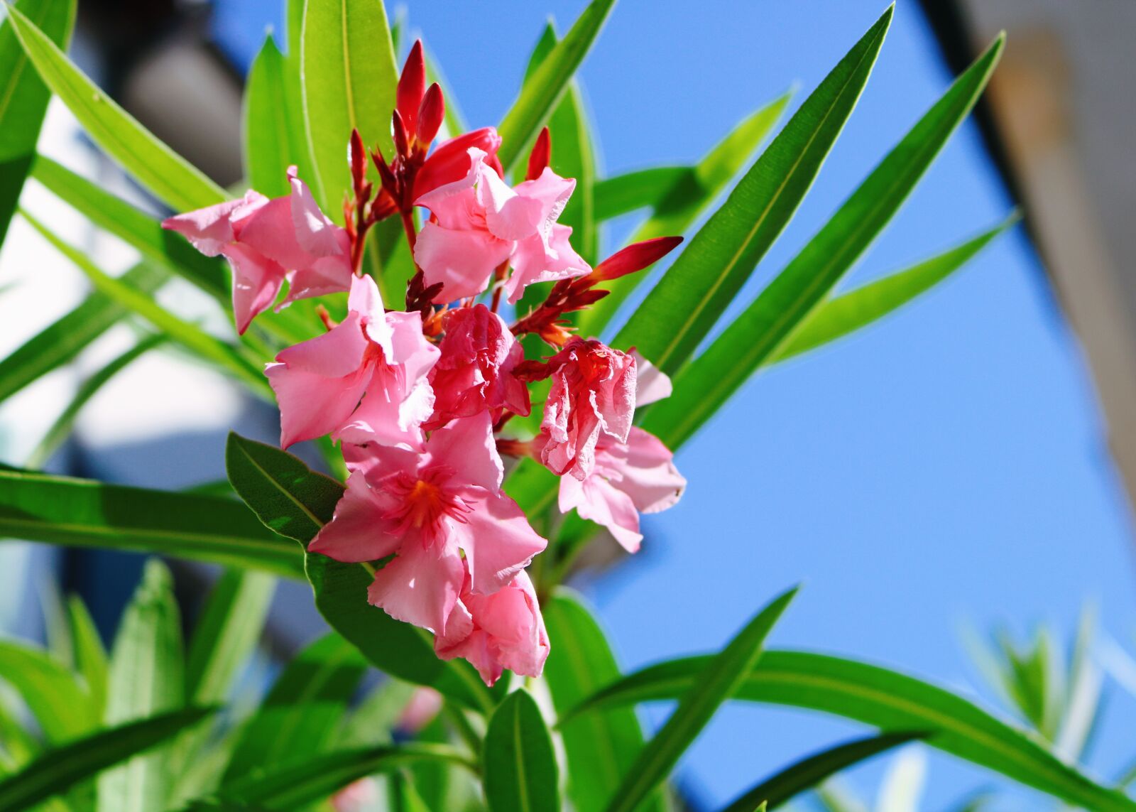 Canon EOS 750D (EOS Rebel T6i / EOS Kiss X8i) sample photo. Oleander, spring, flower photography