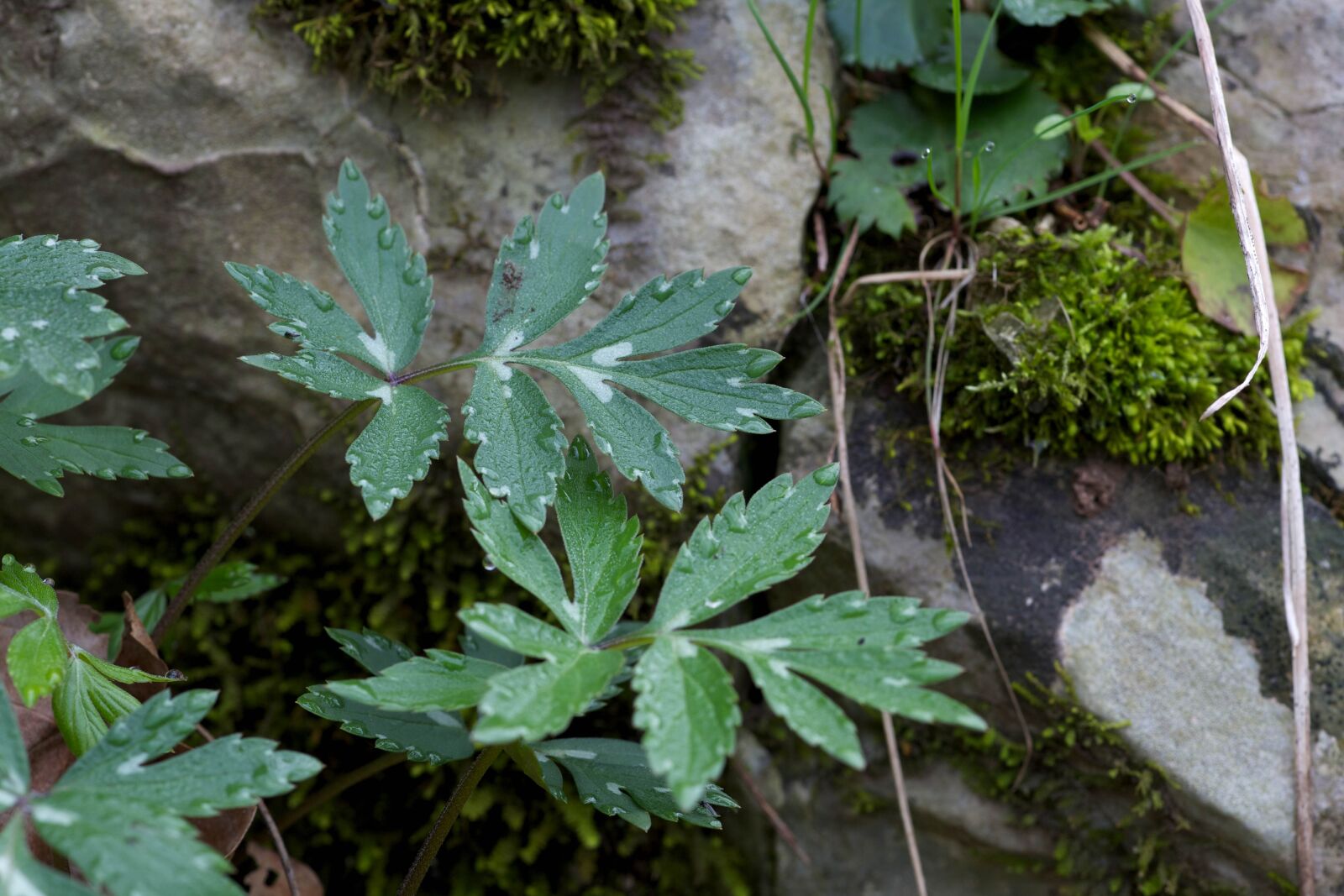 Canon EOS 5D Mark II sample photo. Green, spring, woods, grass photography