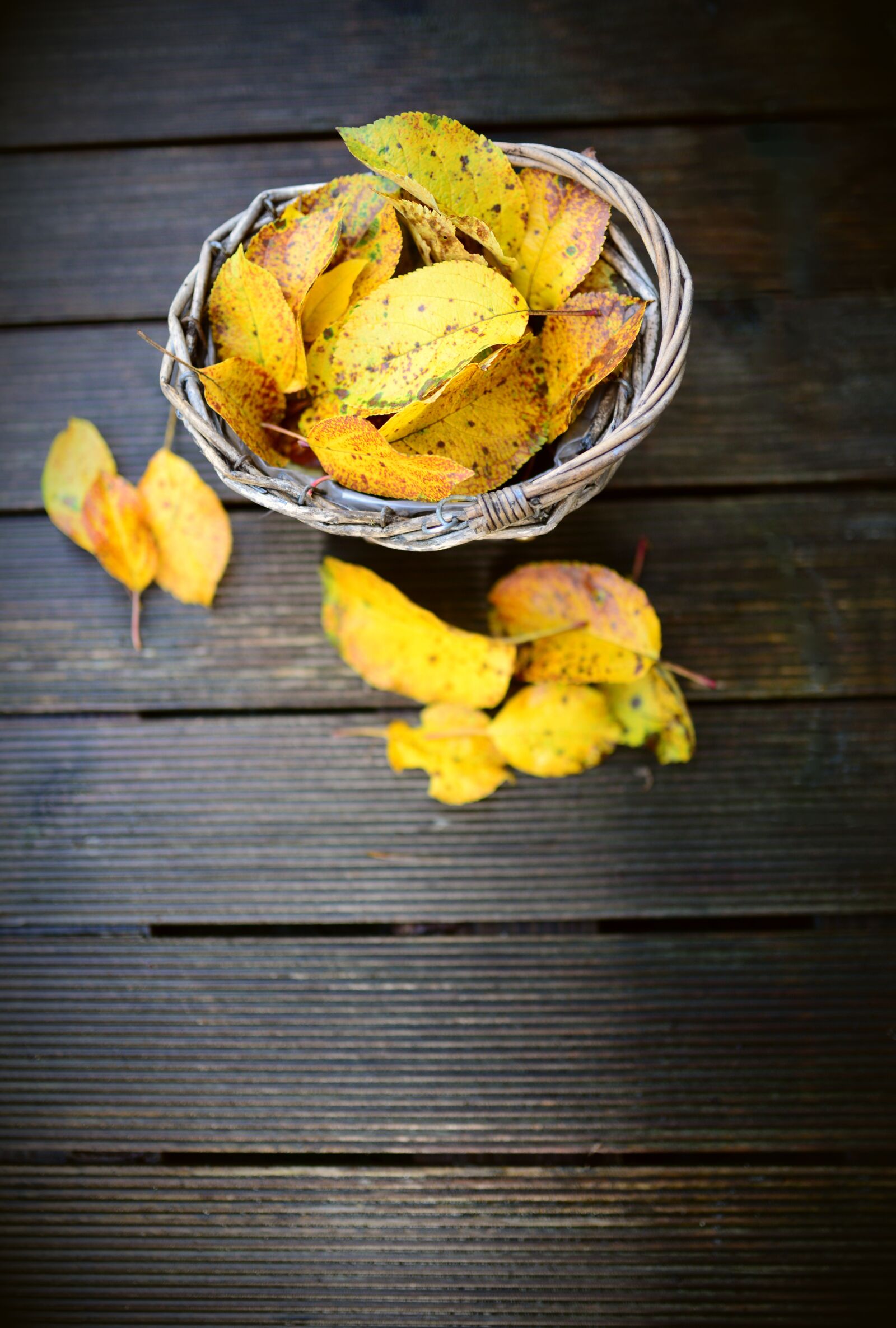 Nikon D610 sample photo. Leaves, autumn, fall leaves photography