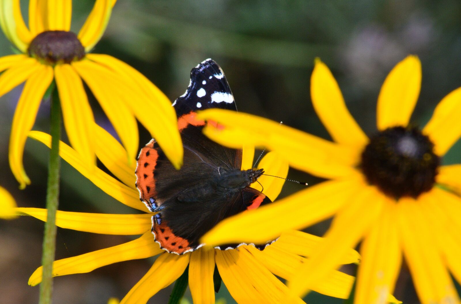 Nikon D5200 sample photo. Butterfly, summer, flower photography
