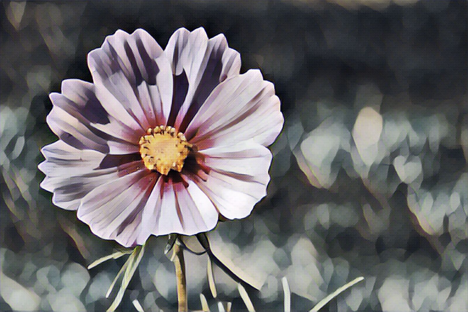 Nikon Coolpix P520 sample photo. Cosmea, blossom, bloom photography