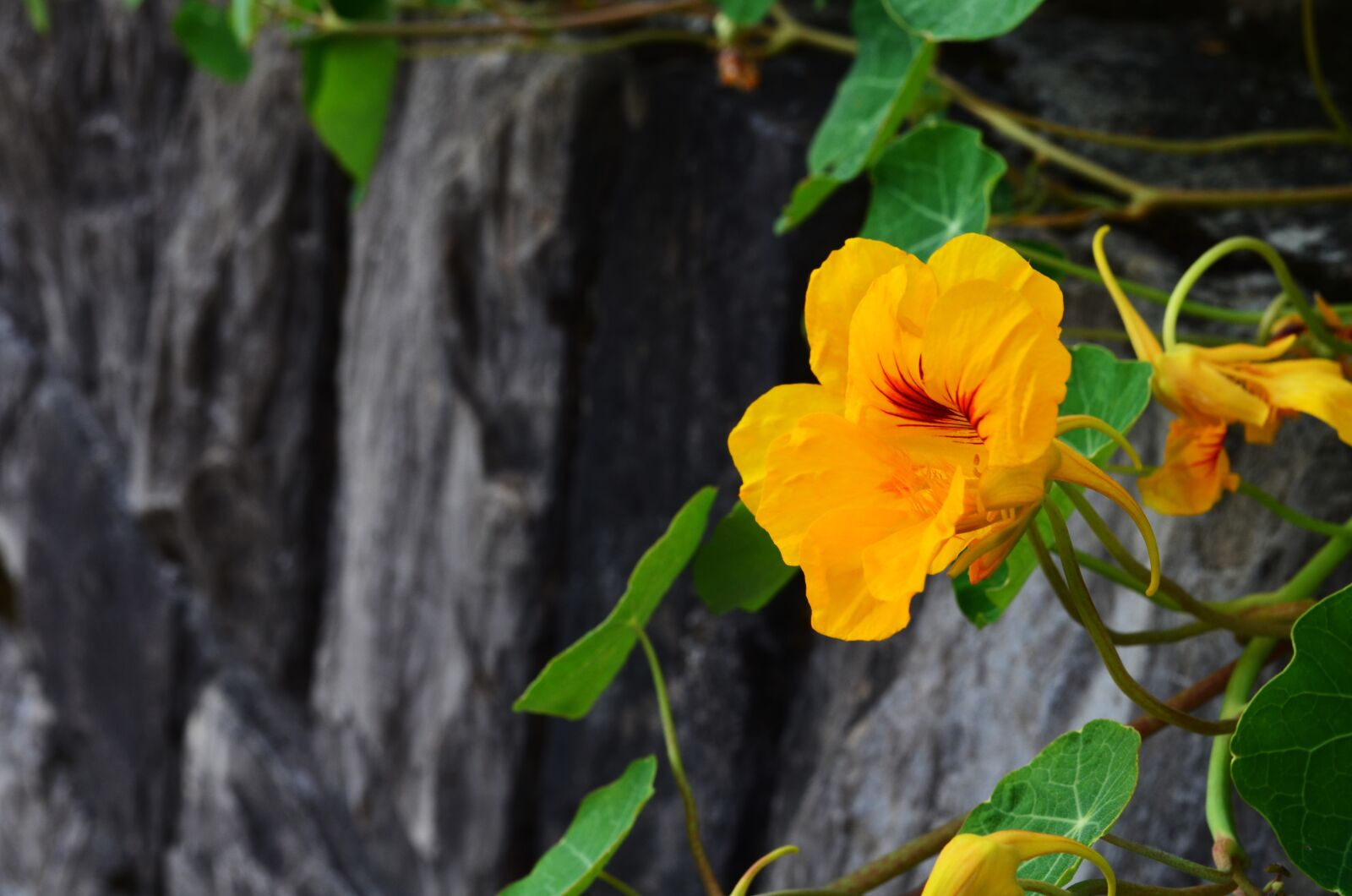Nikon D5100 sample photo. Nasturtium, blossom, bloom photography