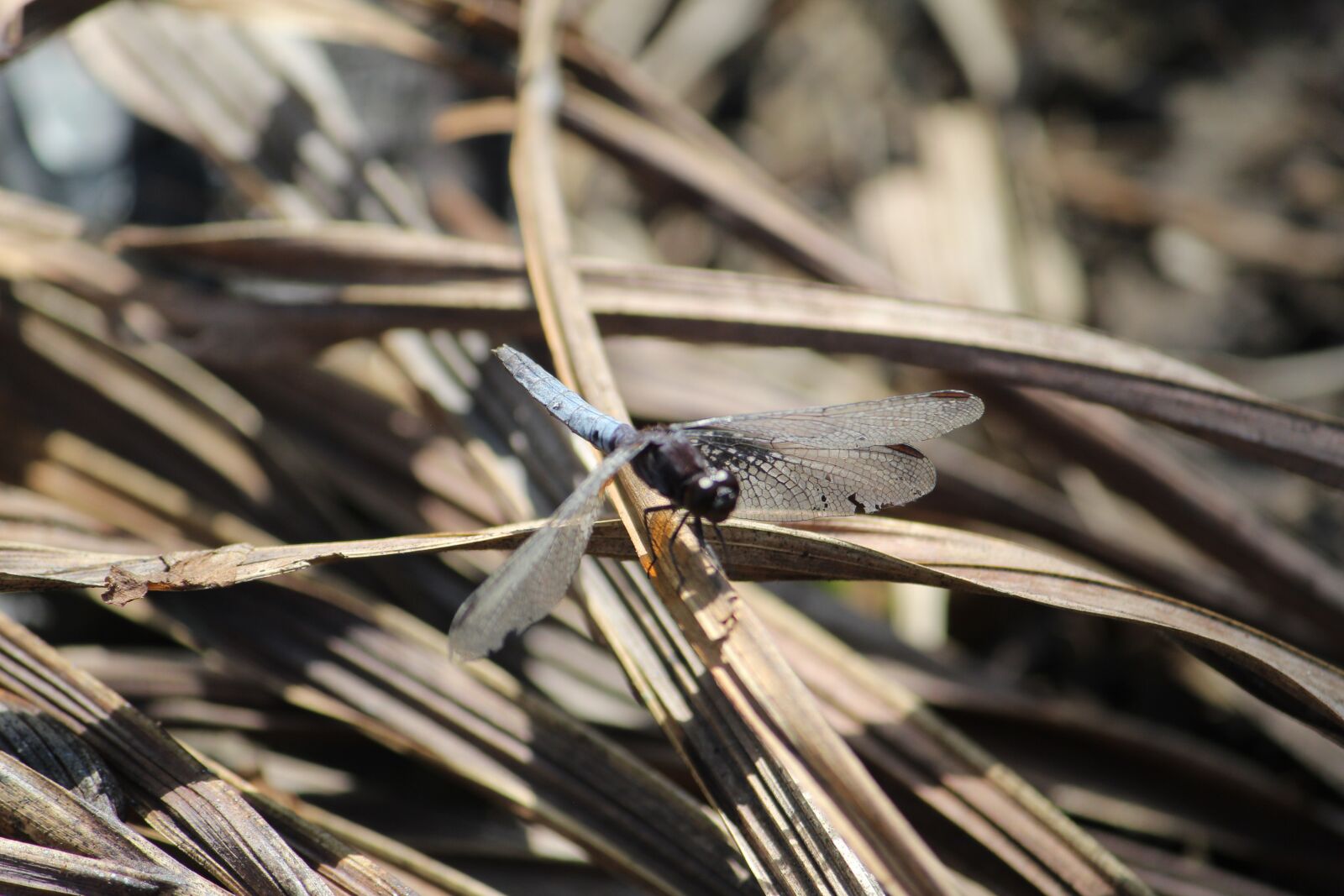 Canon EOS 1300D (EOS Rebel T6 / EOS Kiss X80) sample photo. Nature, dragonfly, wing photography