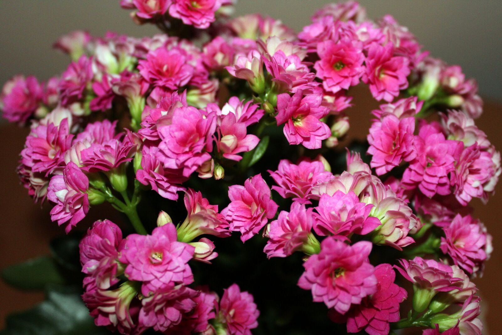 Canon EOS 1200D (EOS Rebel T5 / EOS Kiss X70 / EOS Hi) sample photo. Kalanchoe, flowerpots, pink photography