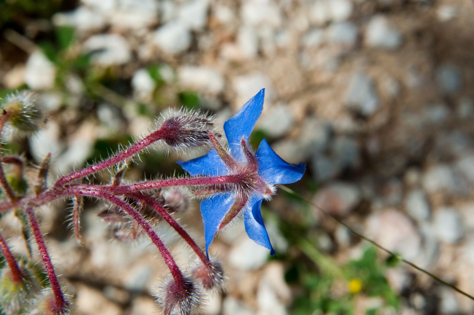 Nikon D700 sample photo. Flower, blue flower, nature photography