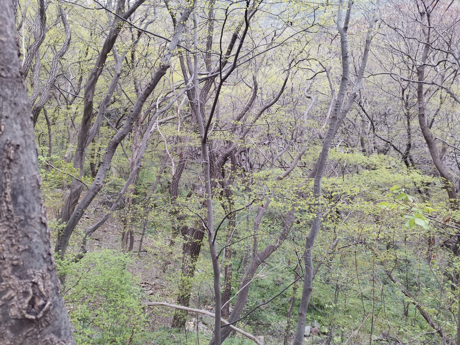HUAWEI HLK-AL00 sample photo. Trees, spring, green photography