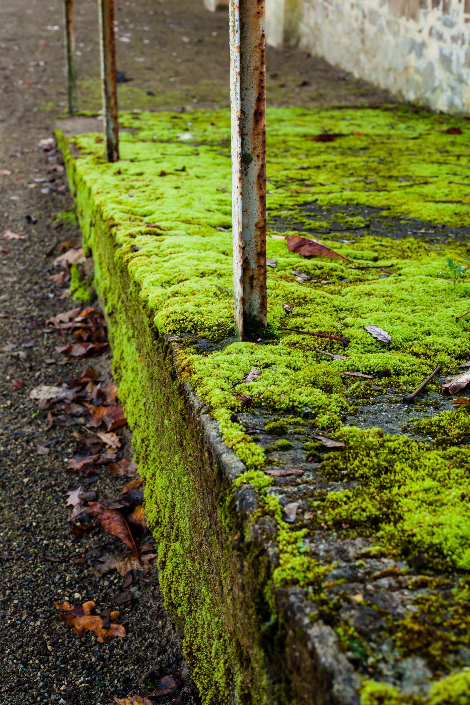 Canon EOS 5D Mark II sample photo. Ramp, moss, green photography