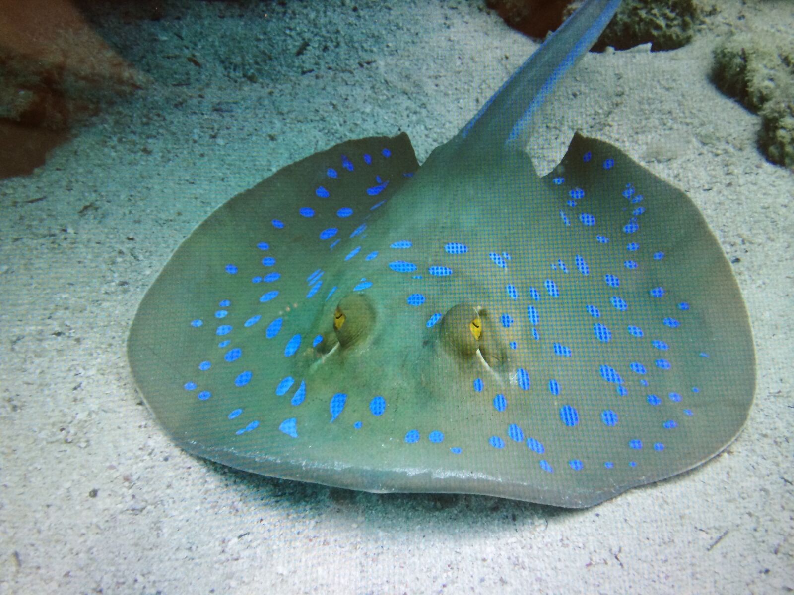 iPhone 5s back camera 4.12mm f/2.2 sample photo. Blaupunkt skate, underwater world photography