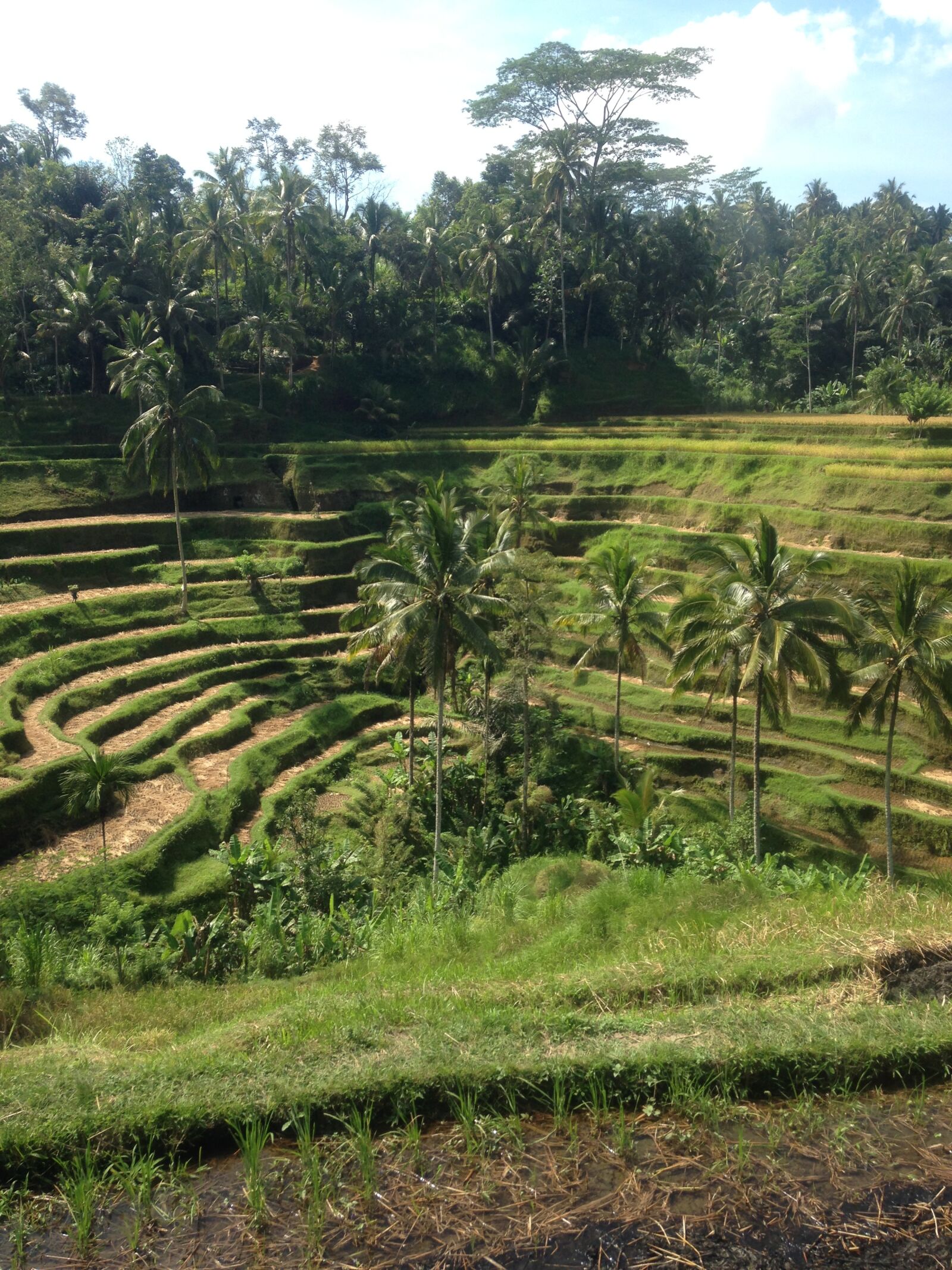 iPhone 5 back camera 4.12mm f/2.4 sample photo. Rice, fields, bali photography