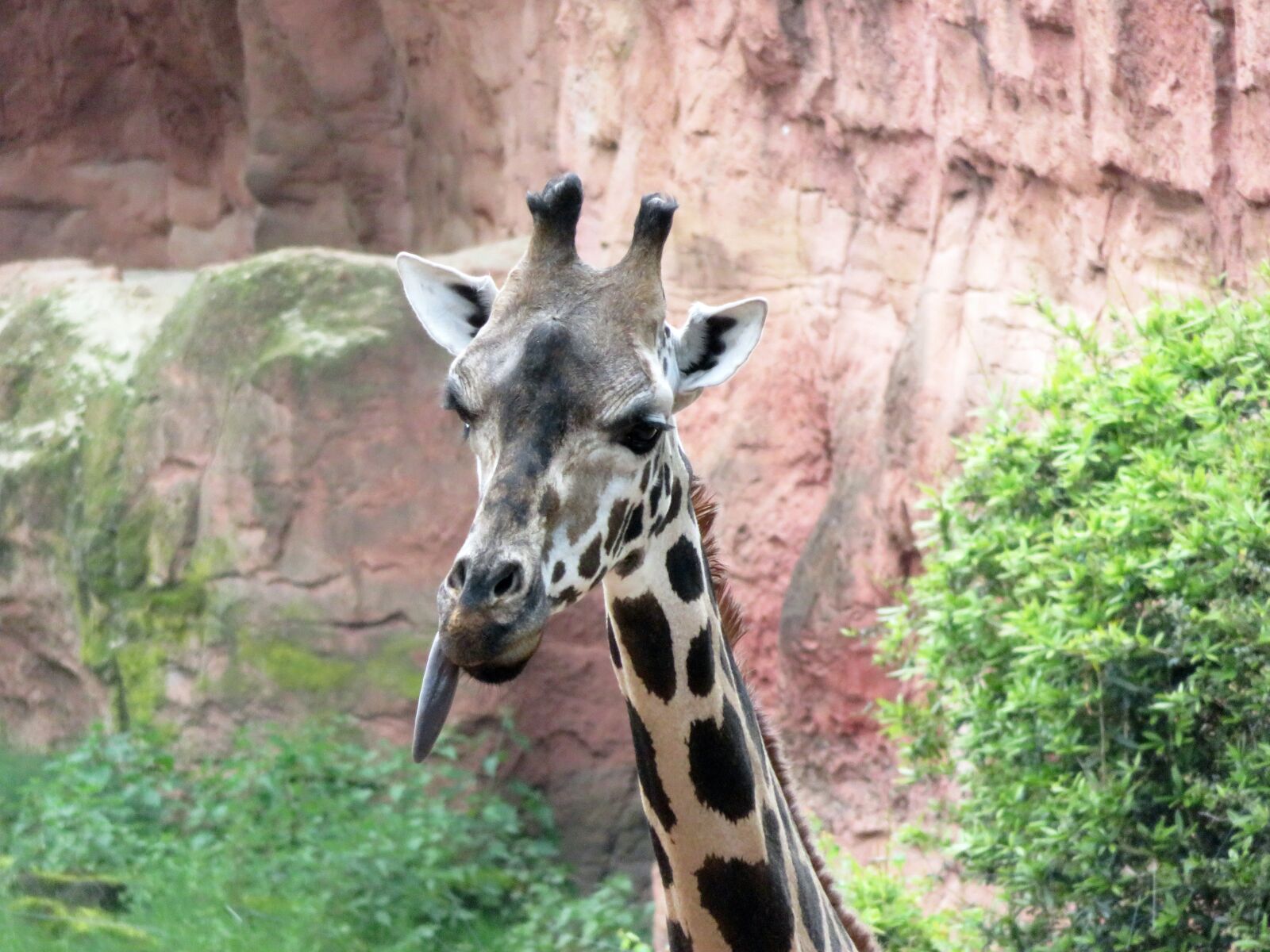 Canon PowerShot SX710 HS sample photo. Giraffe, zoo, animal photography