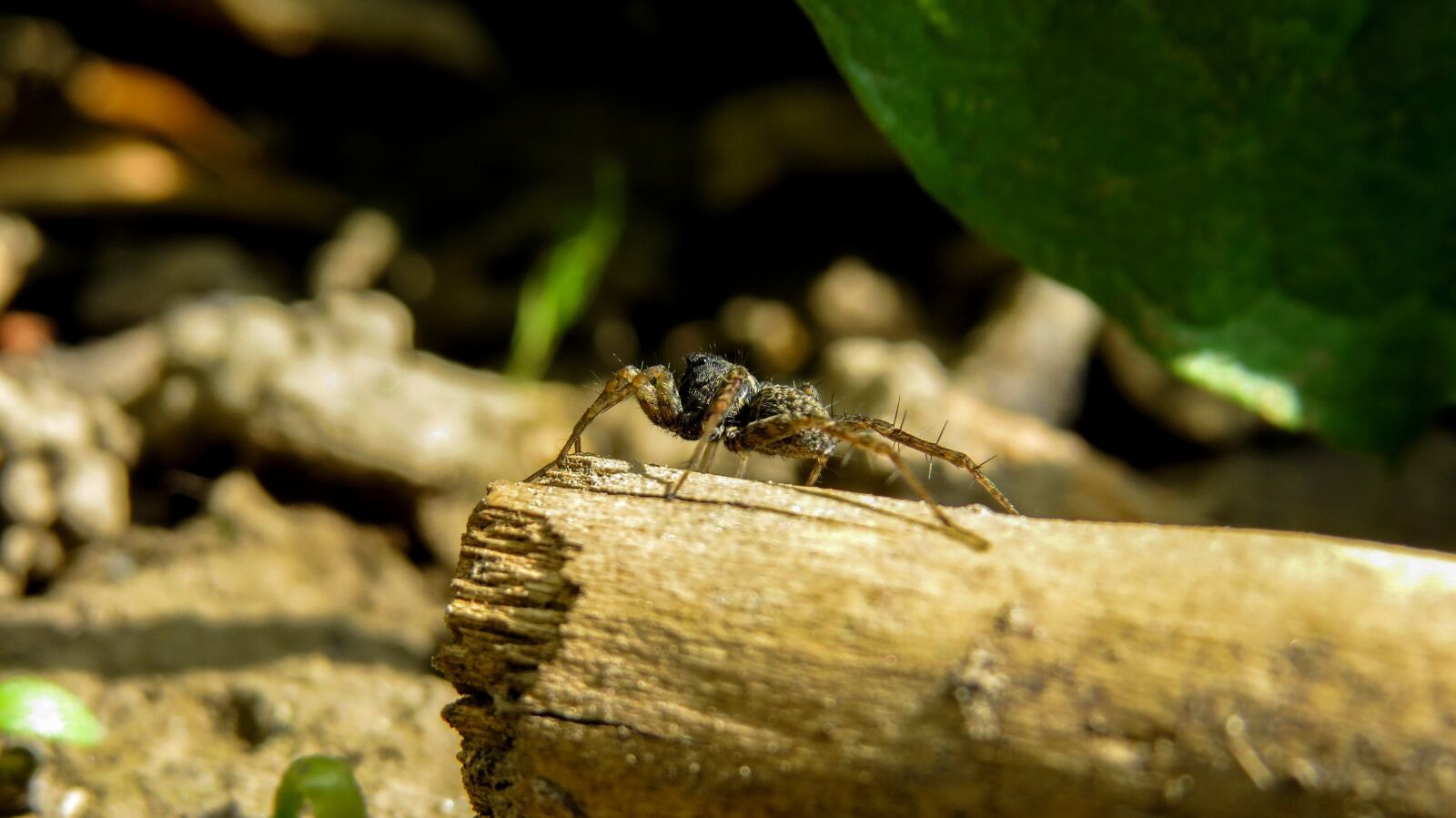 Canon PowerShot SX50 HS sample photo. Spider, macro, arthropod photography