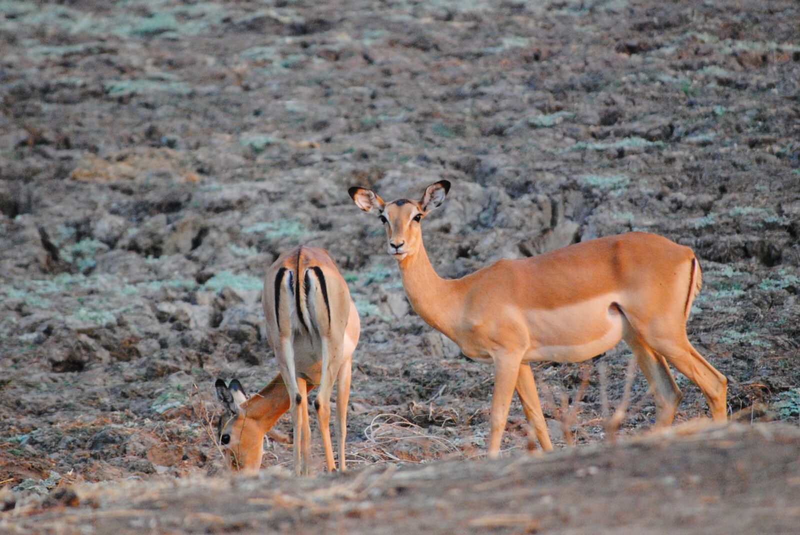 Nikon D3000 sample photo. Zambia, safari, wild photography