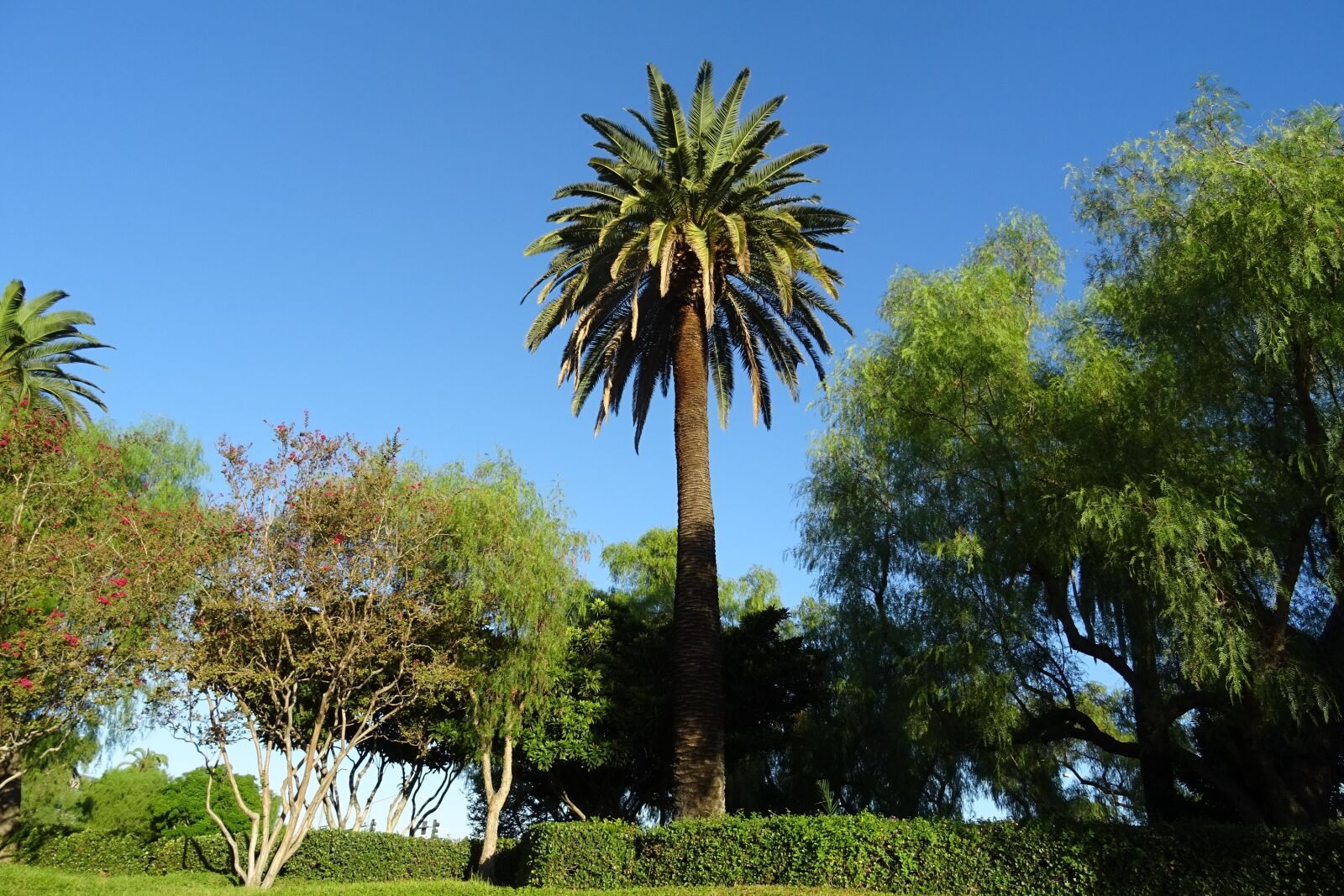 Sony DSC-HX60V sample photo. Palm, tree, phoenix canariensis photography
