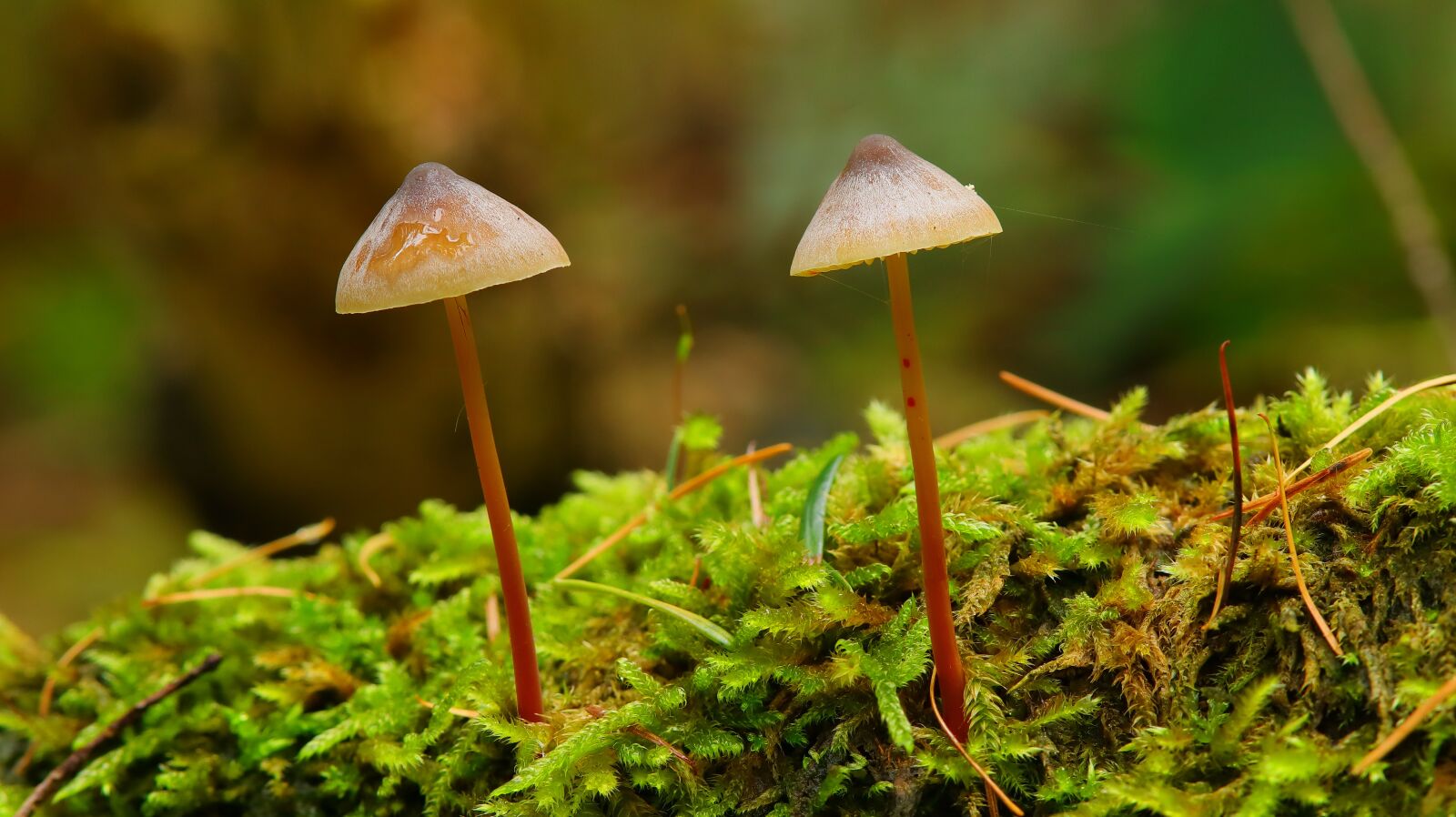 Canon EOS M50 (EOS Kiss M) sample photo. Mushroom, autumn, moss photography