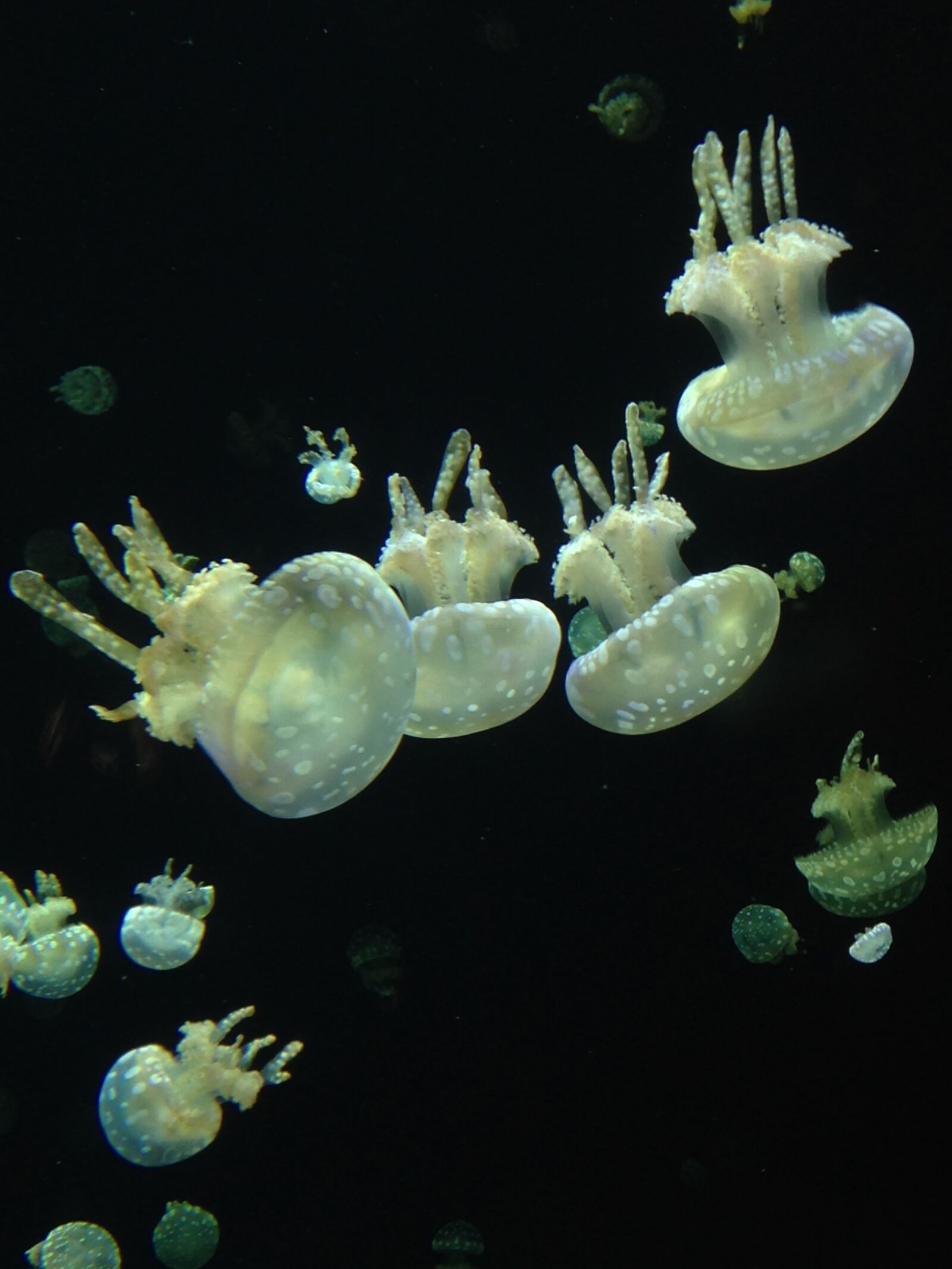 iPhone 5c back camera 4.12mm f/2.4 sample photo. Vancouver aquarium, jellyfish, underwater photography