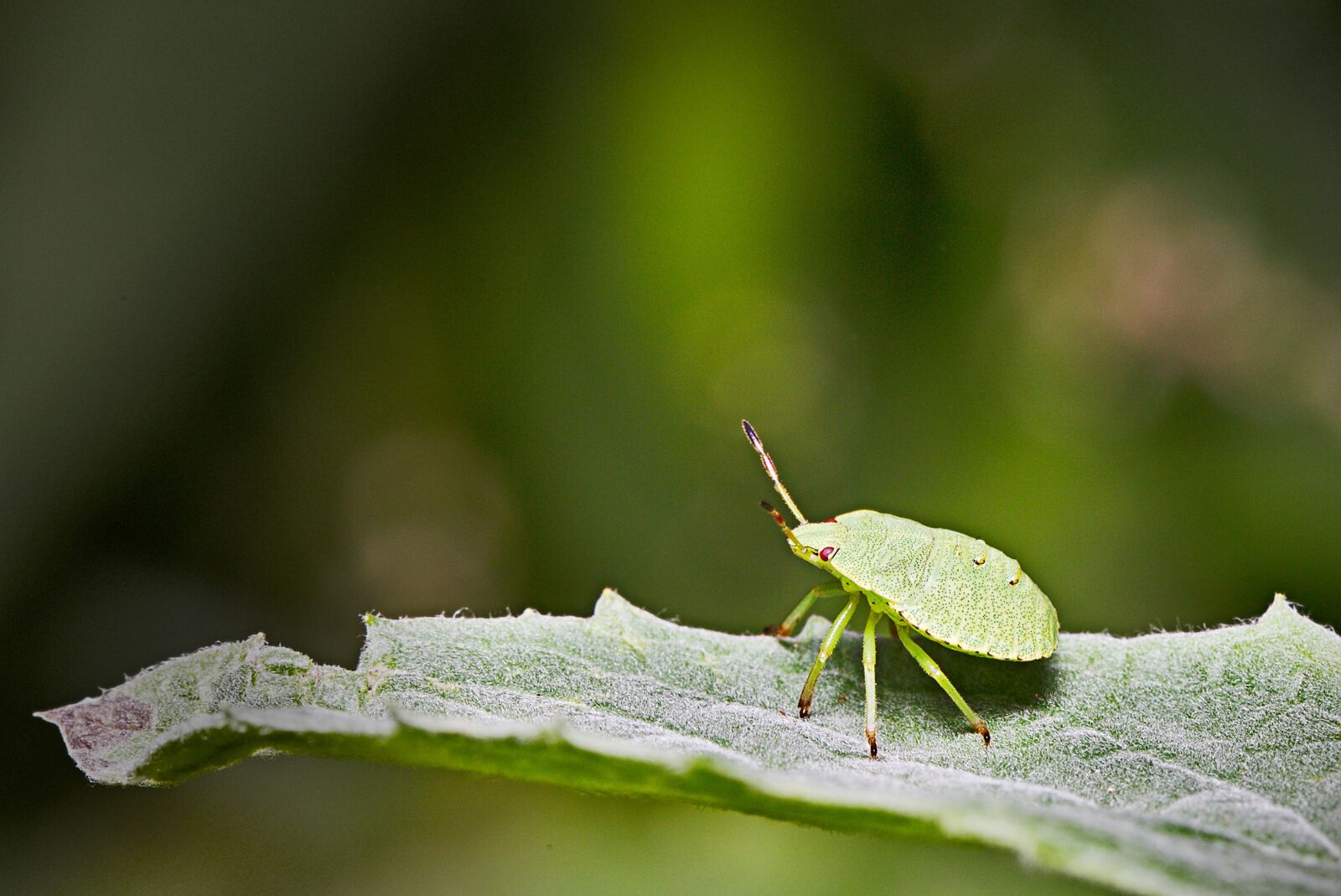 Canon EF 100mm F2.8L Macro IS USM sample photo. Bug, green, forest photography