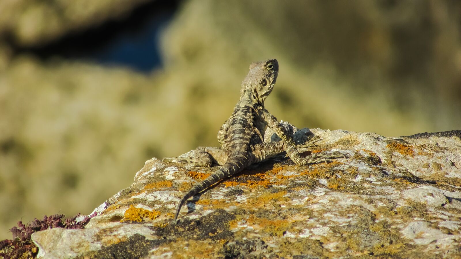 Canon PowerShot SX400 IS sample photo. Stellagama stellio cypriaca, lizard photography