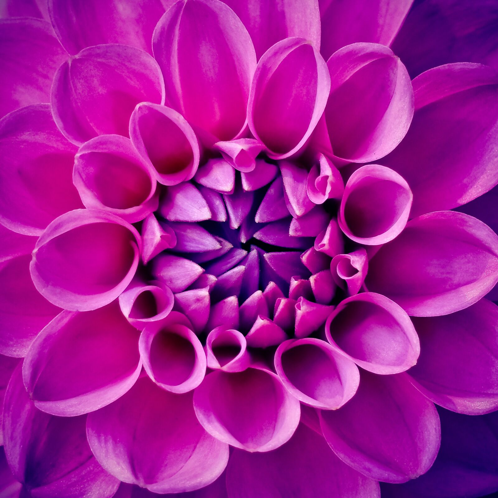 Olympus OM-D E-M10 sample photo. Dahlia, flower, garden photography