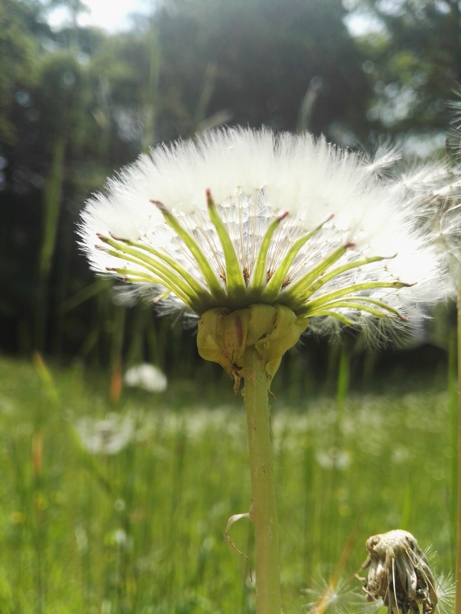 HUAWEI P8 sample photo. Dandelion, nature, green photography