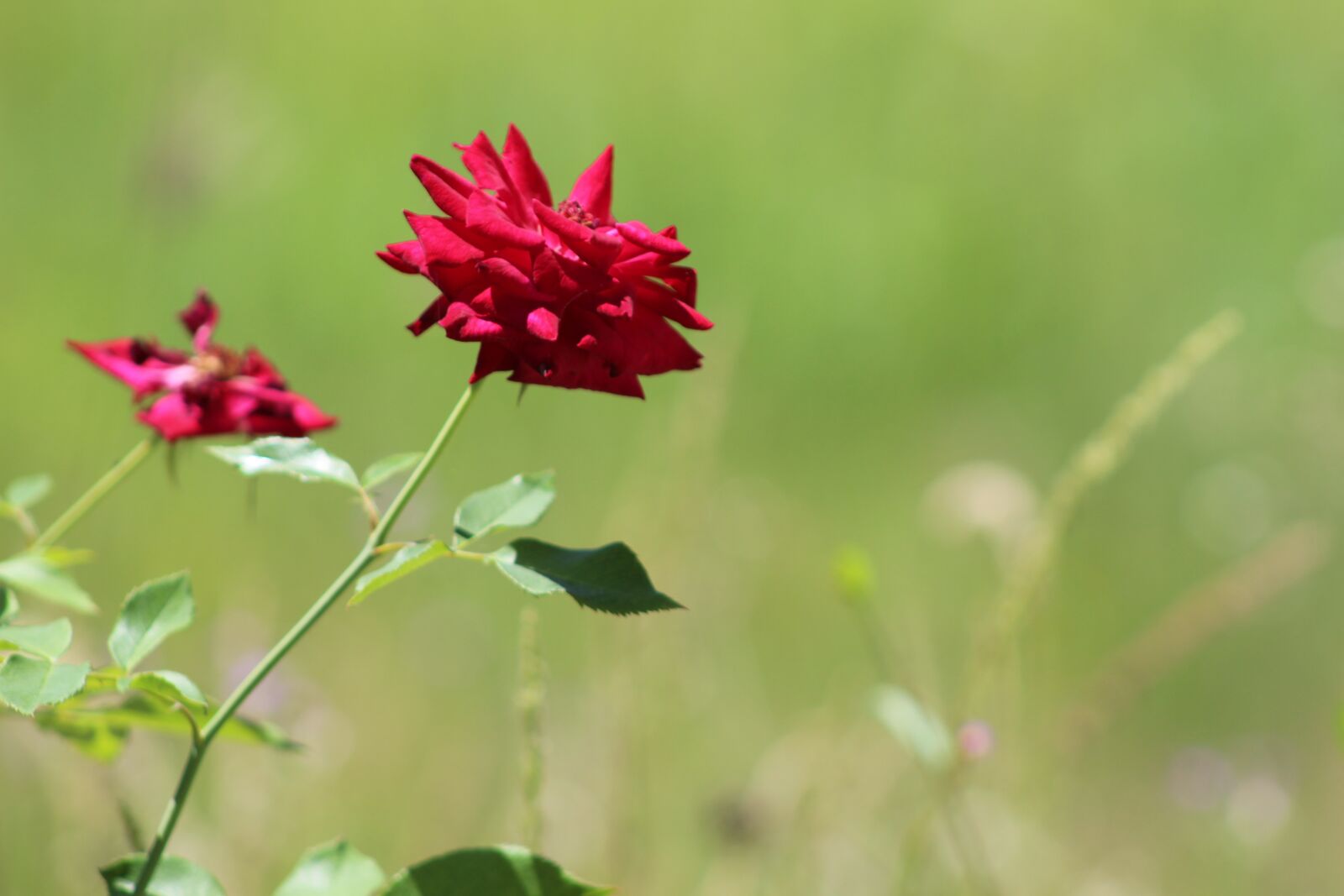 Canon EOS 1300D (EOS Rebel T6 / EOS Kiss X80) sample photo. Rosa, flower, spring photography