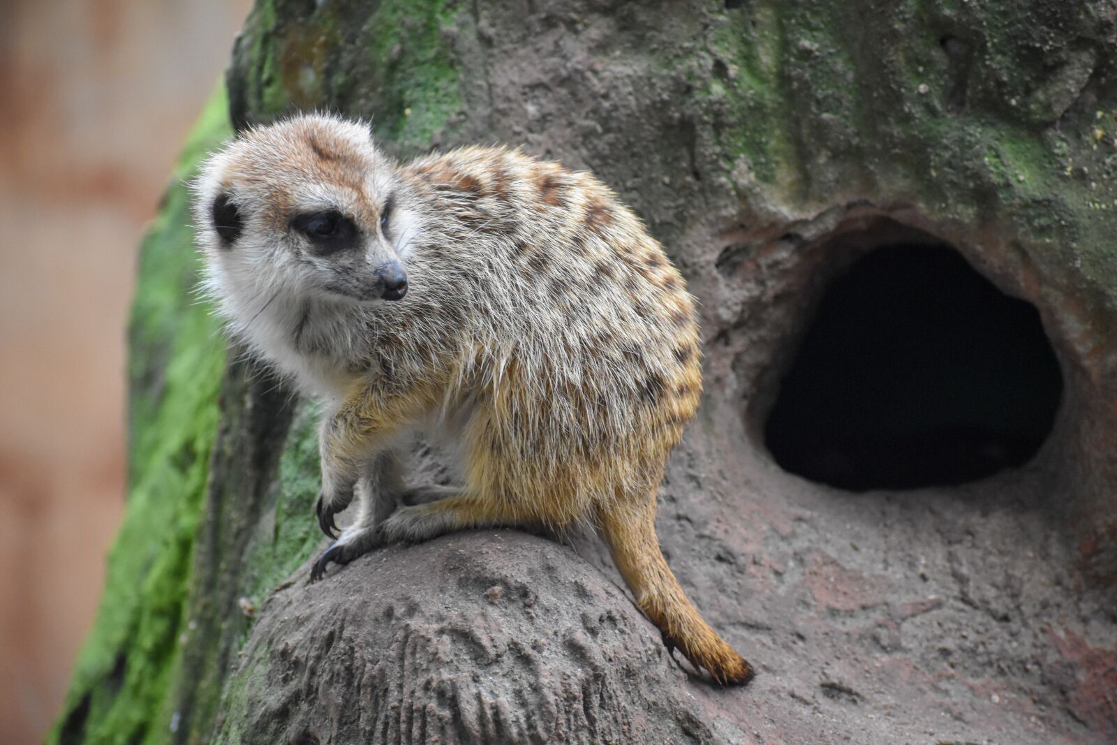 Nikon D5500 sample photo. Meerkat, mammal, animal photography