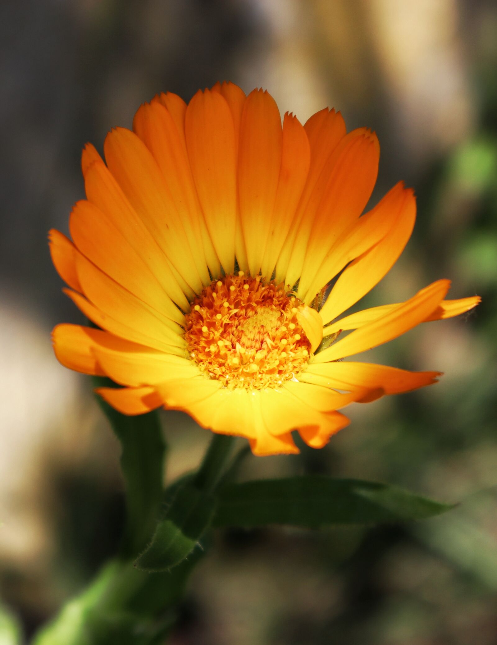 Canon EF-M 15-45mm F3.5-6.3 IS STM sample photo. Flower, garden, bloom photography