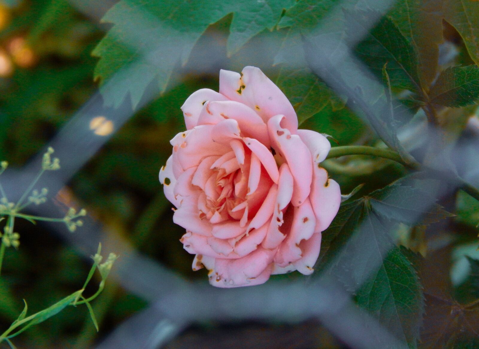 Nikon Coolpix L820 sample photo. Rose, flowers, roses photography