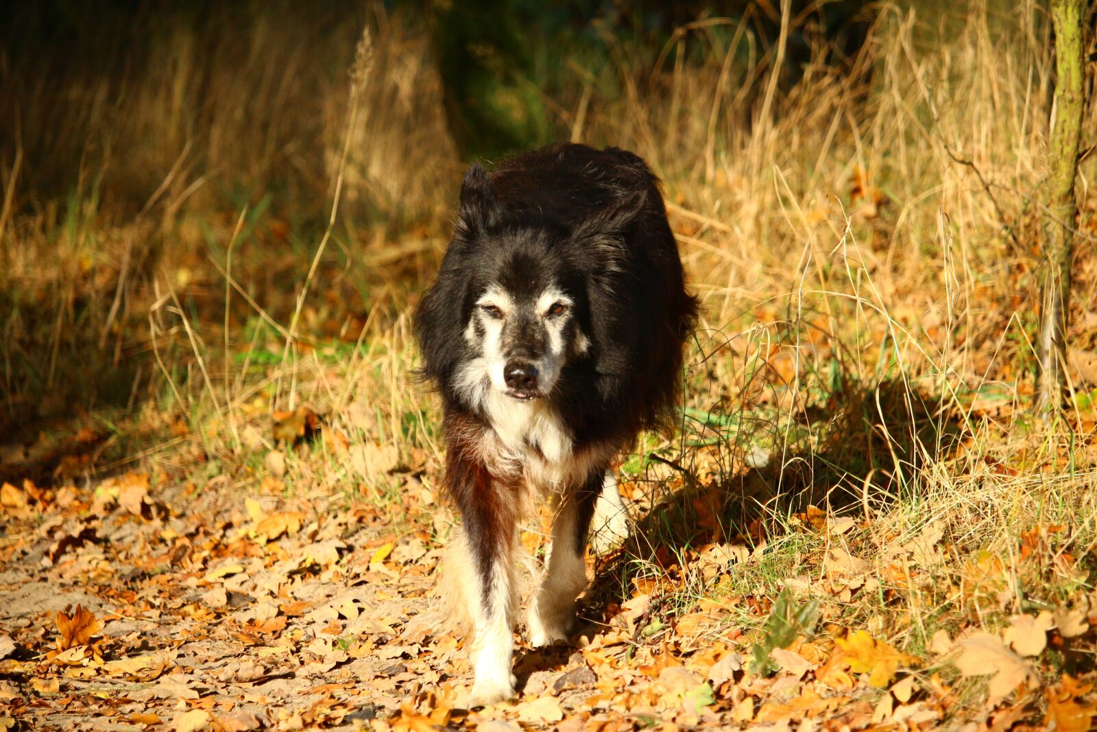 Canon EOS 100D (EOS Rebel SL1 / EOS Kiss X7) sample photo. Dog, border, herding dog photography