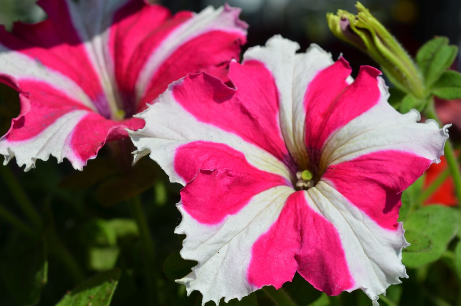 Nikon D7000 sample photo. Plant, flower, floral photography