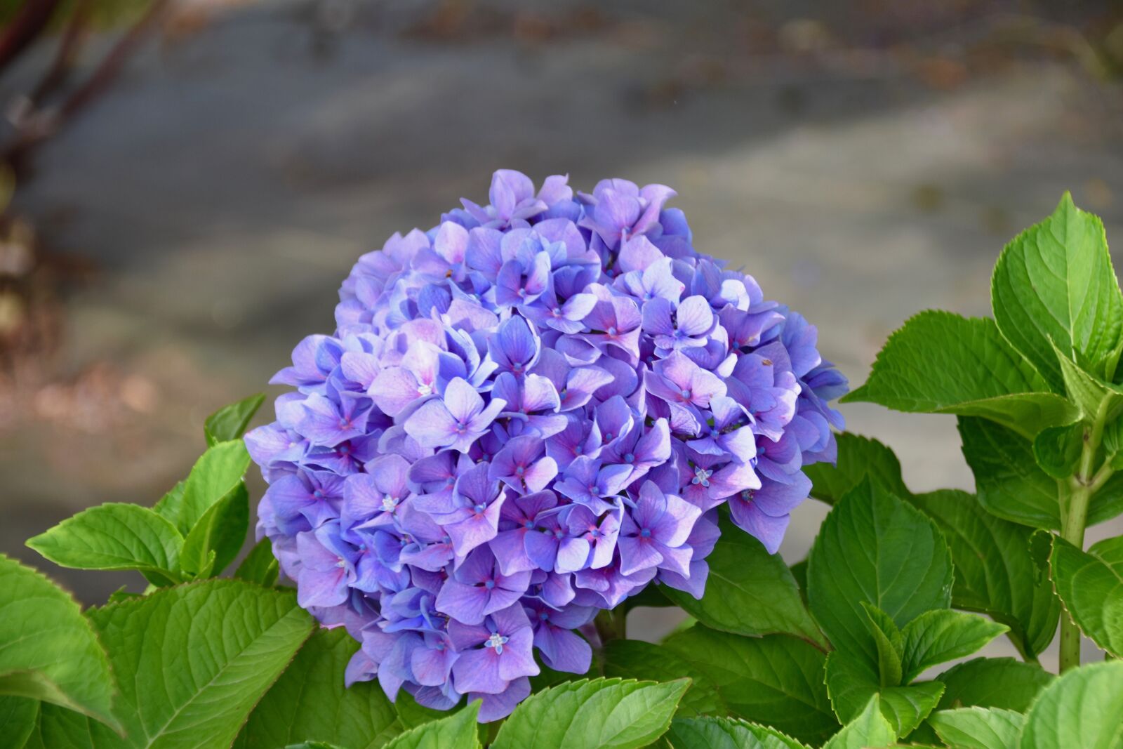 Nikon D5600 sample photo. Flower, plant, leaves photography