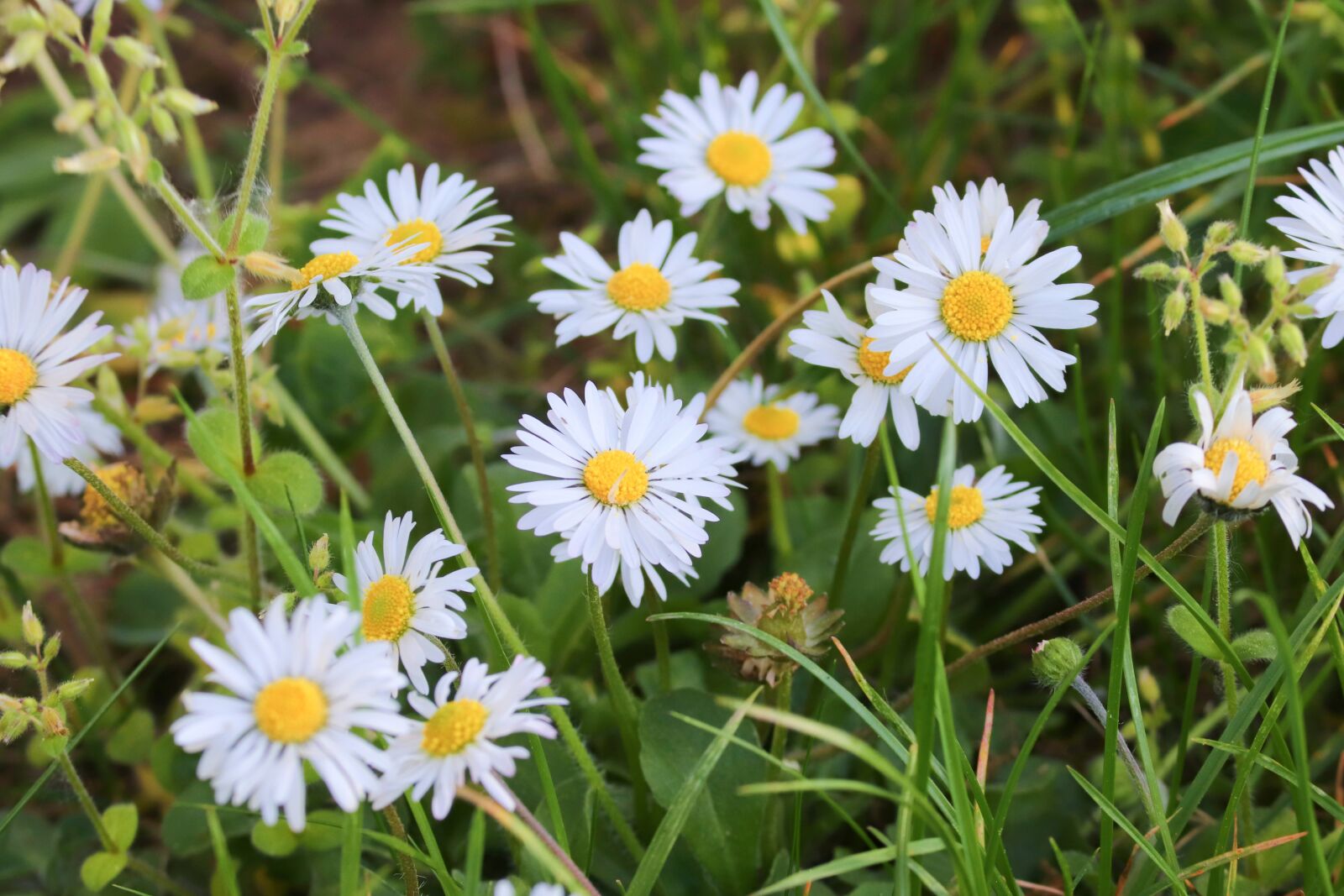 Canon EOS 200D (EOS Rebel SL2 / EOS Kiss X9) sample photo. Daisies, flower meadow, white photography