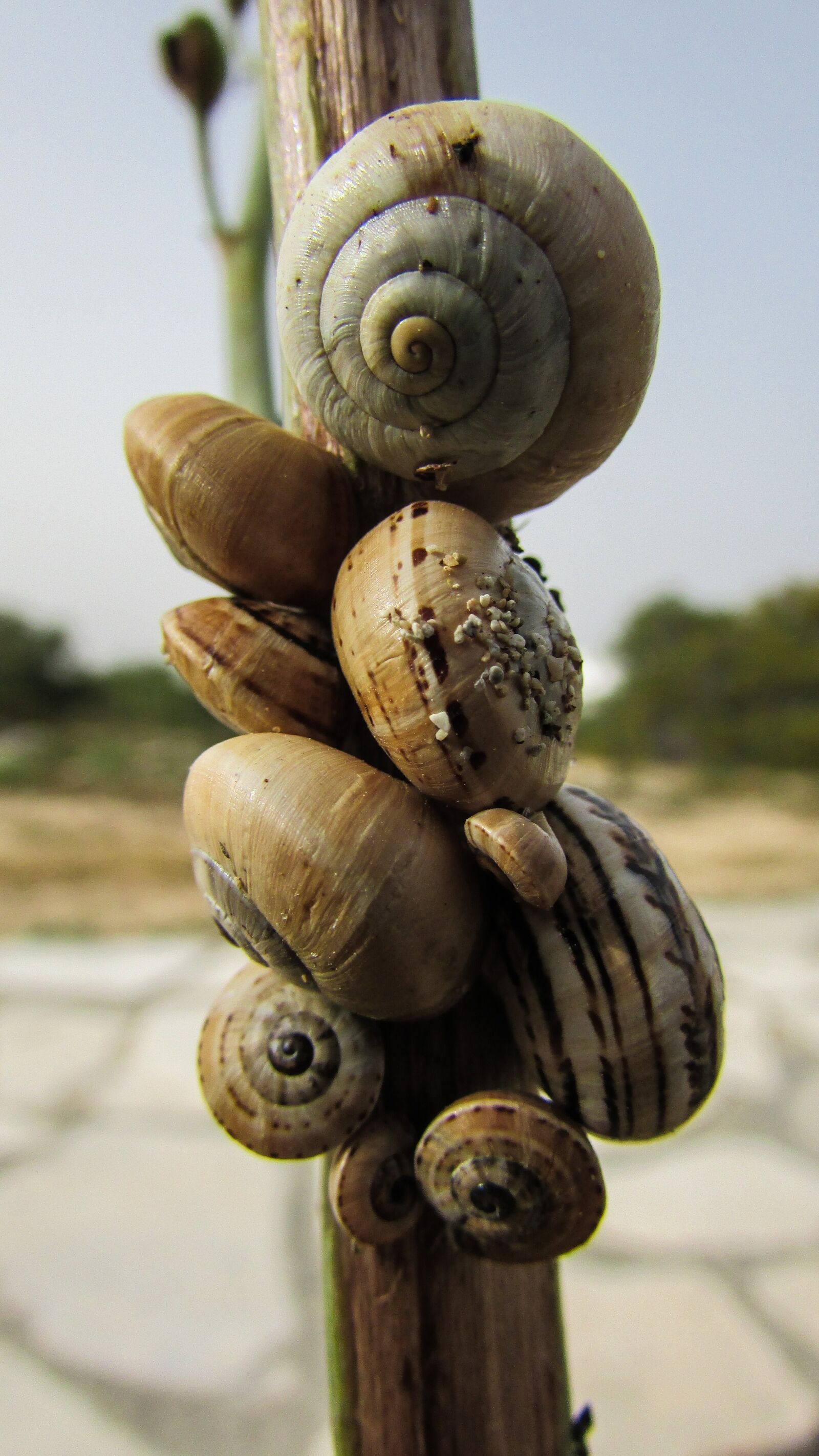 Canon PowerShot SX400 IS sample photo. Snails, shells, nature photography