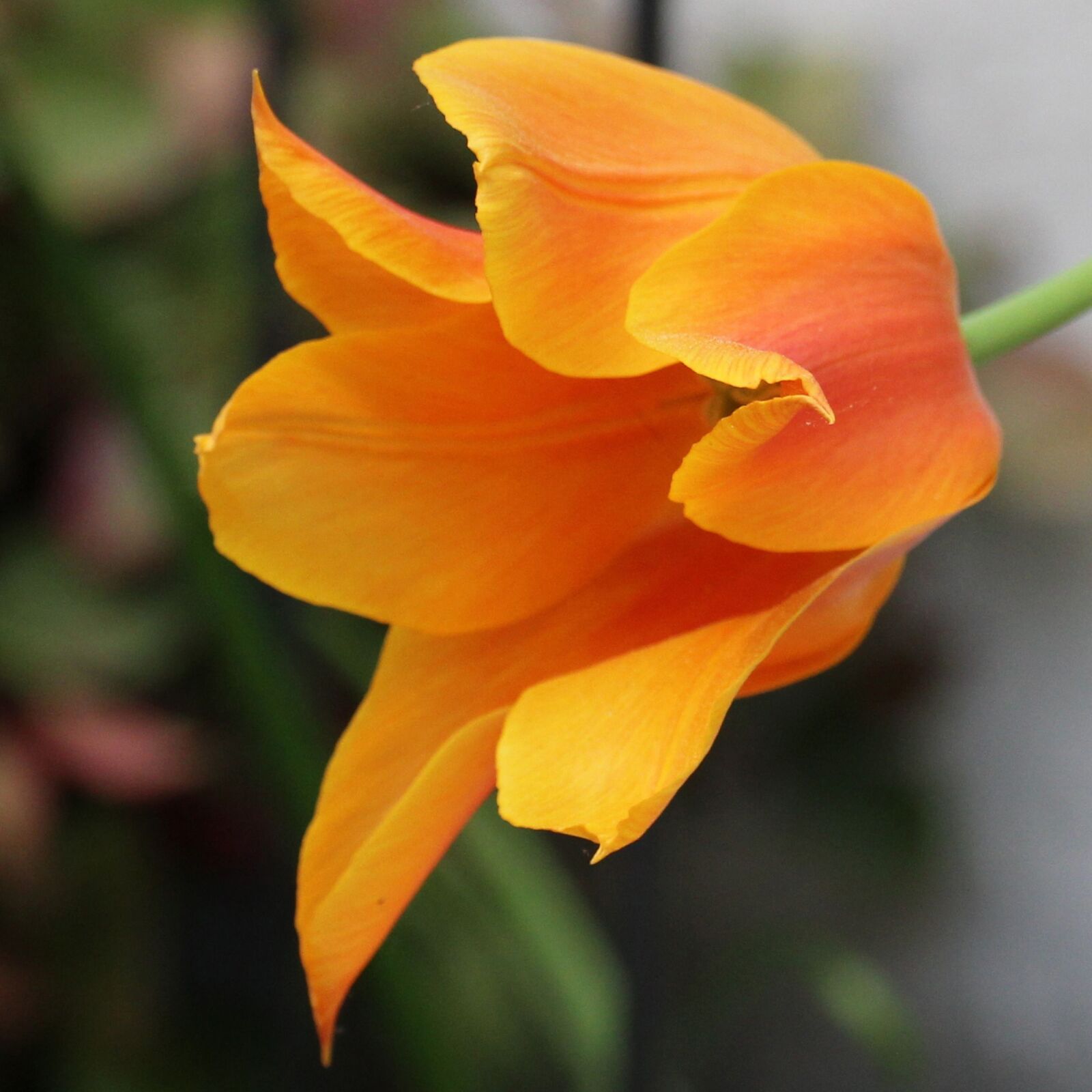 Canon EOS 1200D (EOS Rebel T5 / EOS Kiss X70 / EOS Hi) sample photo. Tulip, blossomed, orange photography