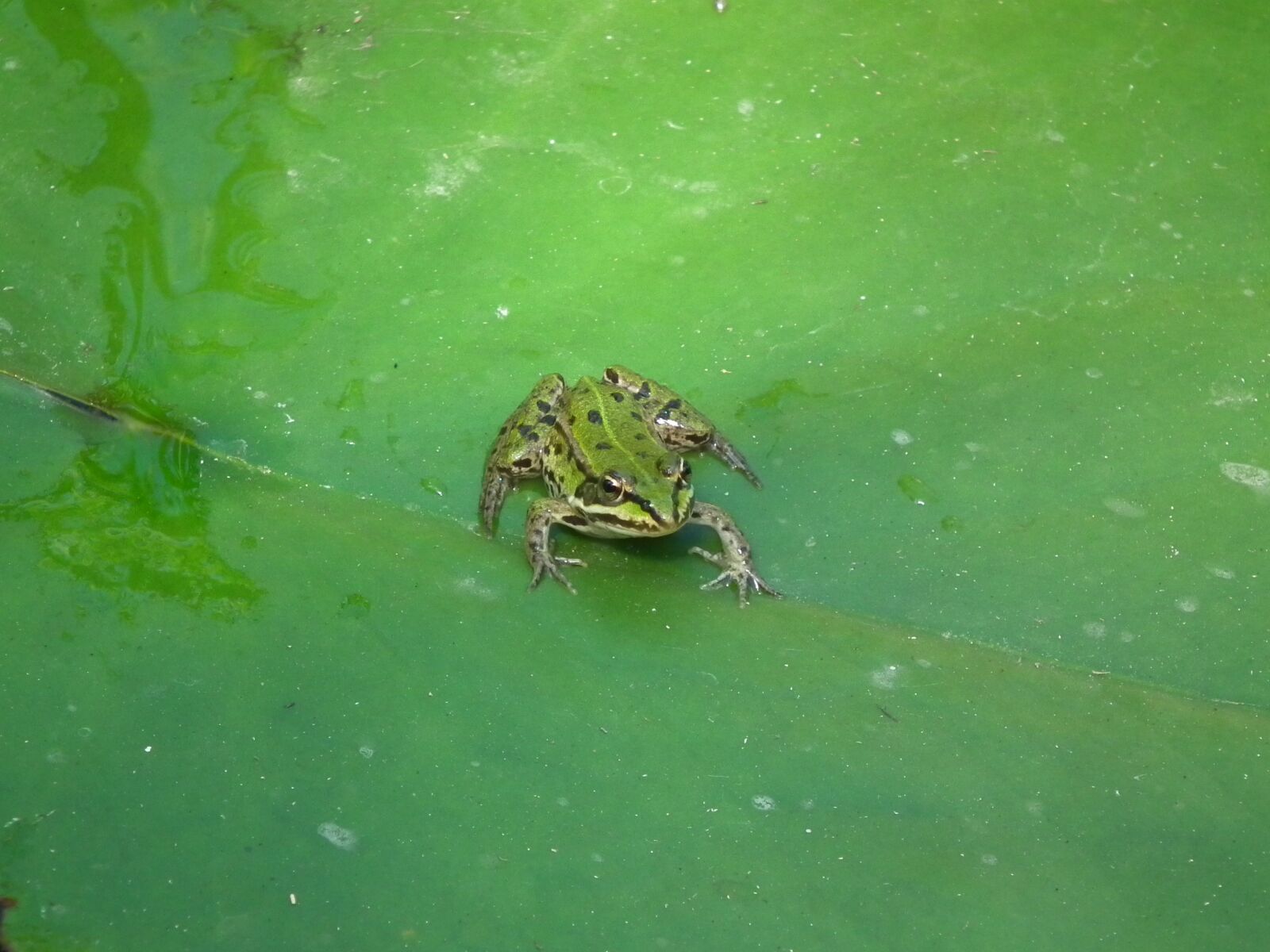 FujiFilm FinePix HS10 (FinePix HS11) sample photo. Frog, amphibians, frog pond photography