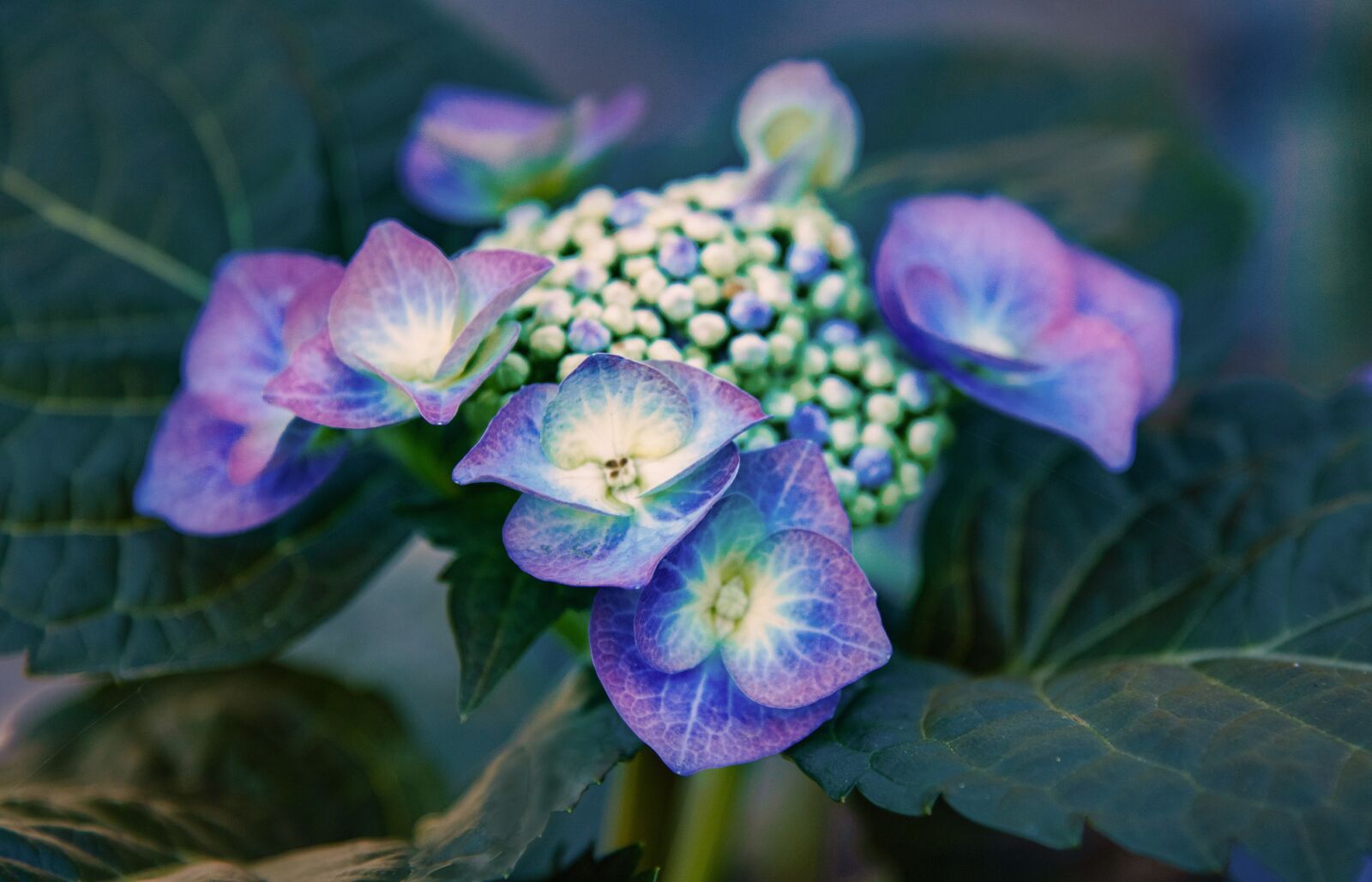 Nikon D750 sample photo. Flowers, blue, spring photography
