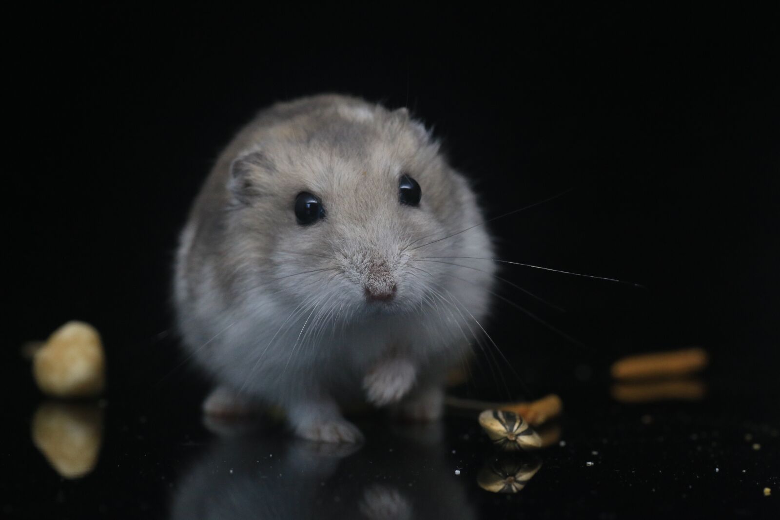 Canon EOS 70D sample photo. Hamster, pets, small animals photography
