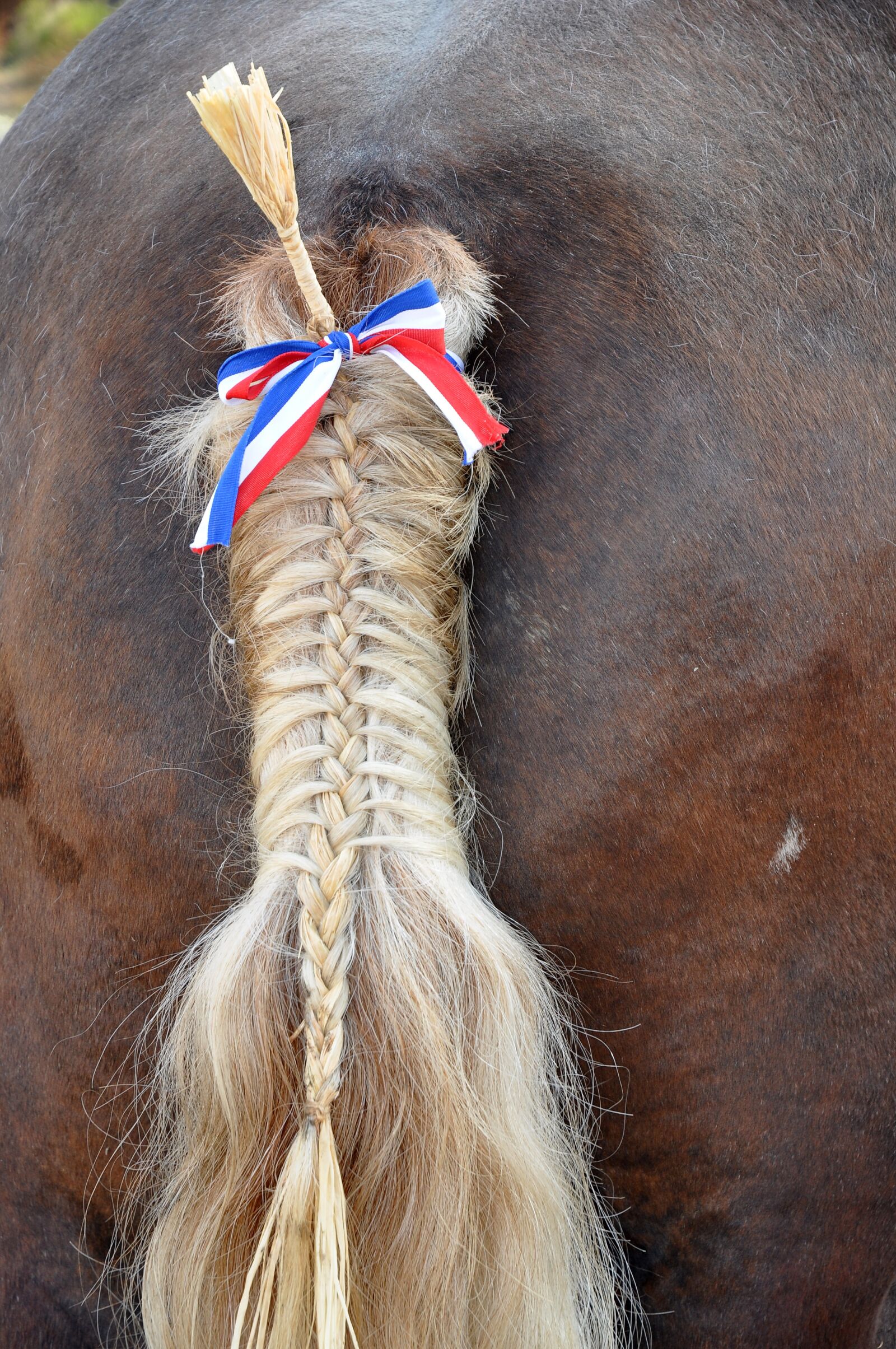 Nikon D90 sample photo. Tail, horse, ponytail photography