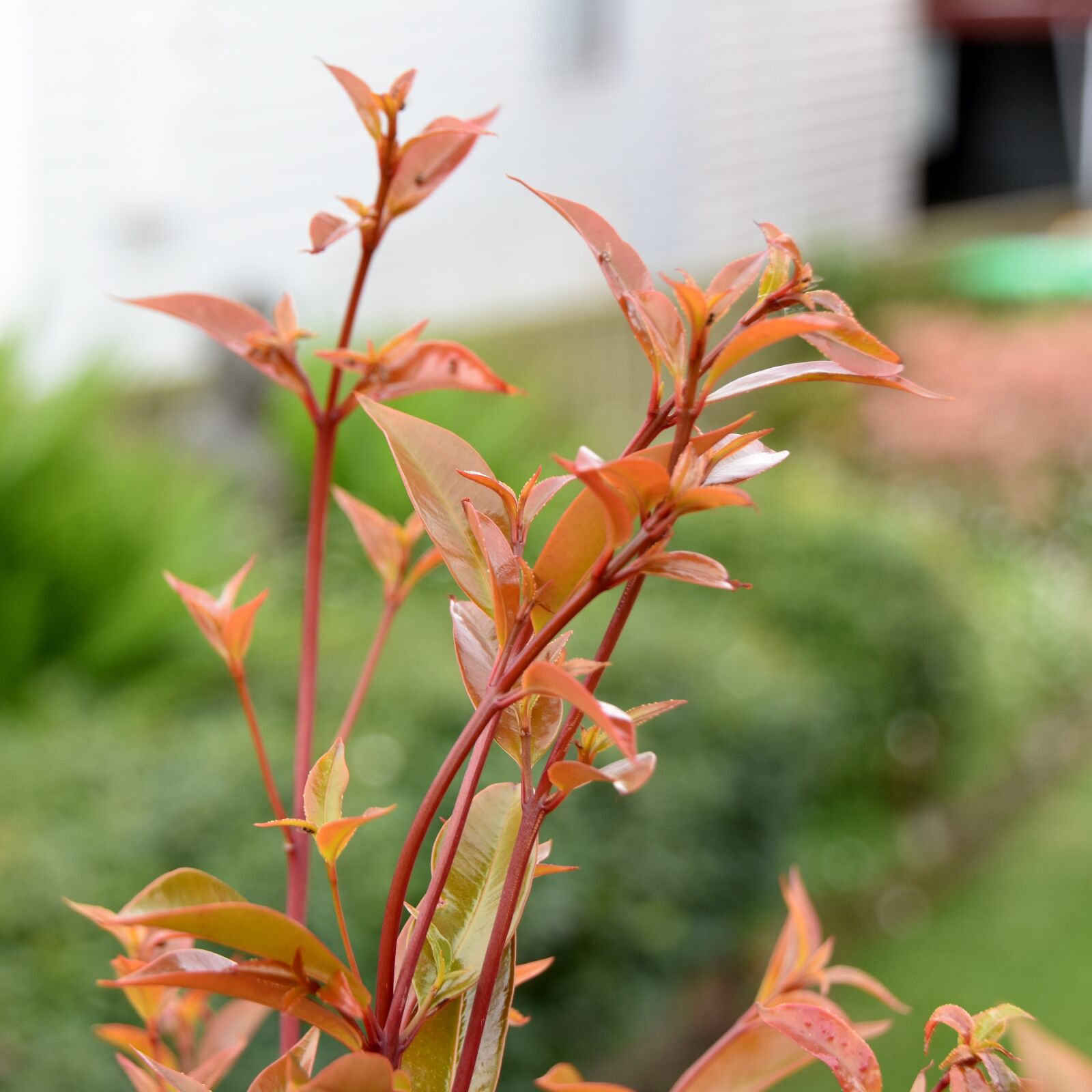 Nikon D3400 sample photo. New growth, leaves, spring photography