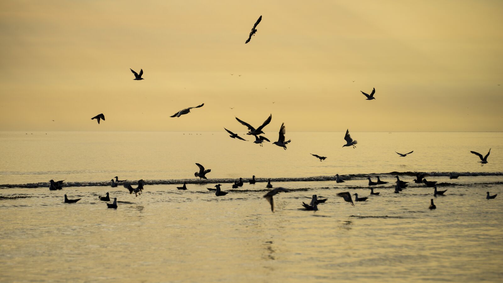 Nikon D600 sample photo. Sunrise, birds, sky photography