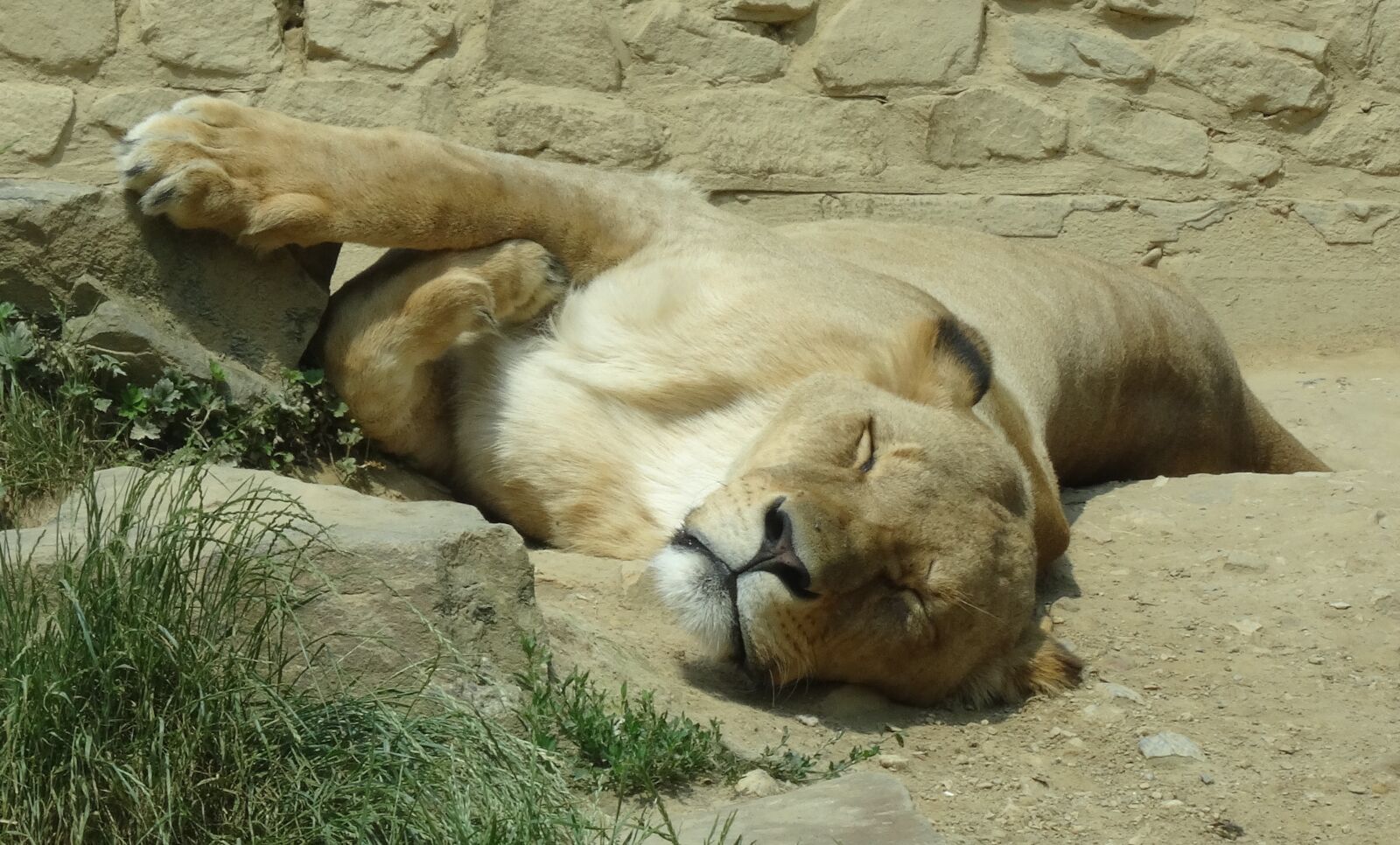Sony DSC-HX50 sample photo. Zoo, lion, predator photography