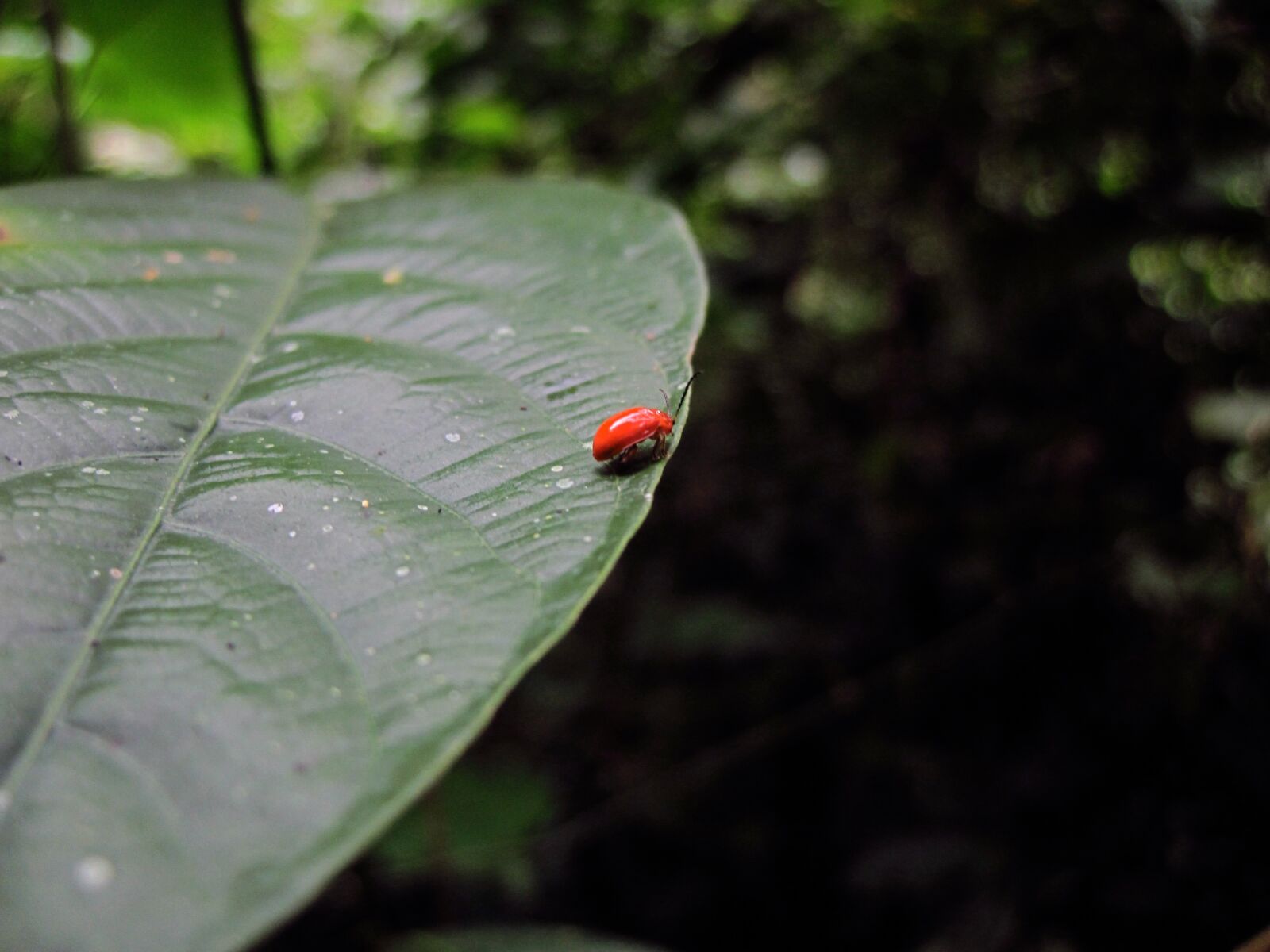 Canon PowerShot D10 sample photo. Bug, jump, leaf, ponder photography