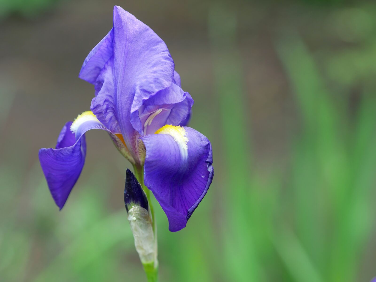 Panasonic Lumix DMC-GX85 (Lumix DMC-GX80 / Lumix DMC-GX7 Mark II) sample photo. Iris, blue, lilies photography