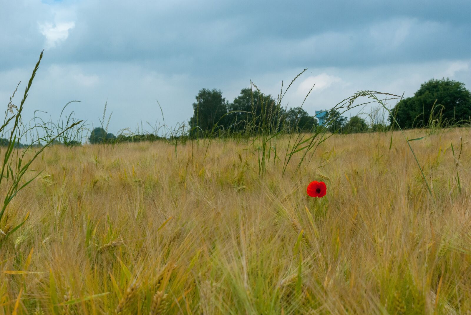 Nikon D80 sample photo. Poppy, fields, wheat photography