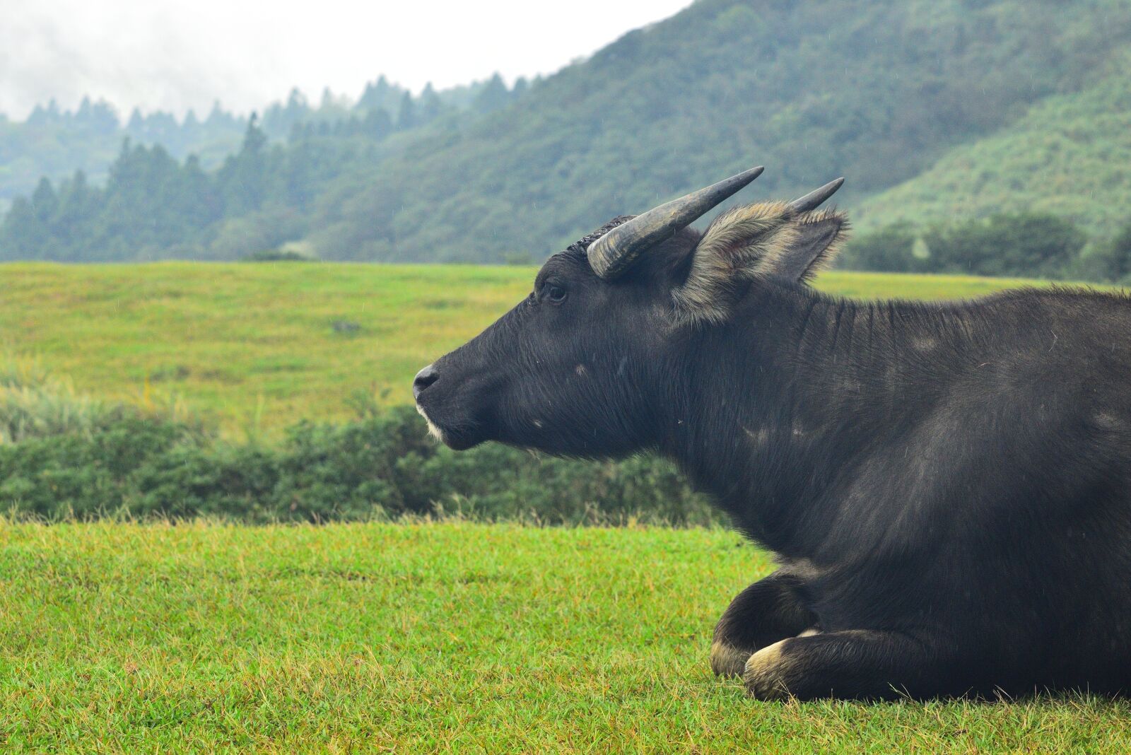 Nikon D750 sample photo. Lawn, hay to, nature photography